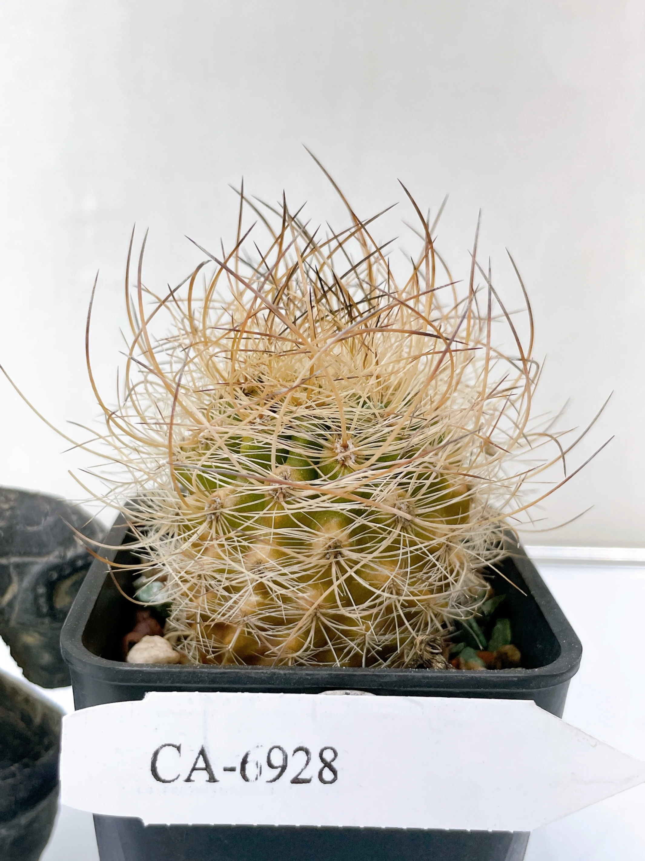 銀翁玉 Eriosyce senilis CA-6928