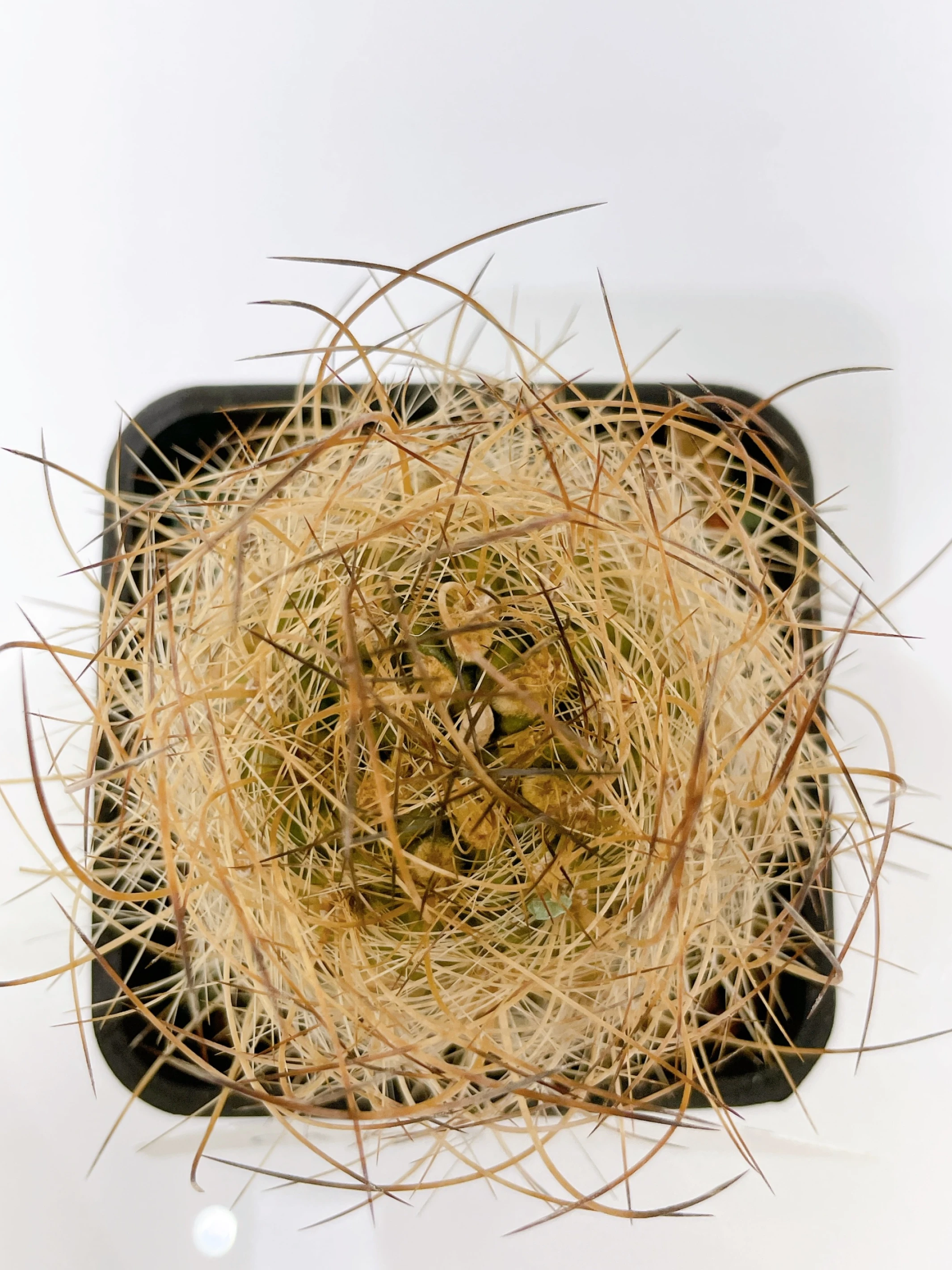 銀翁玉 Eriosyce senilis CA-6928