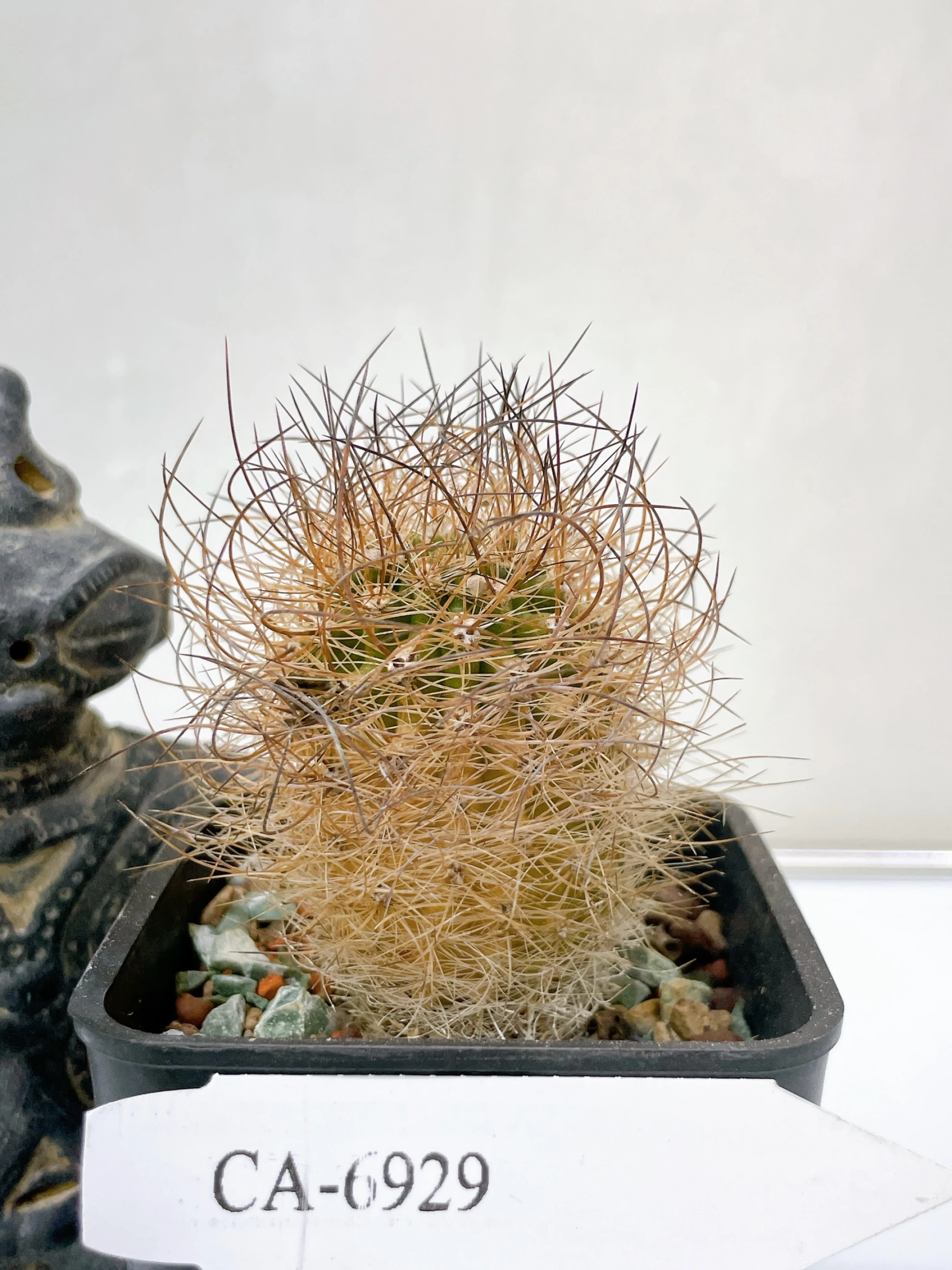 銀翁玉 Eriosyce senilis CA-6929