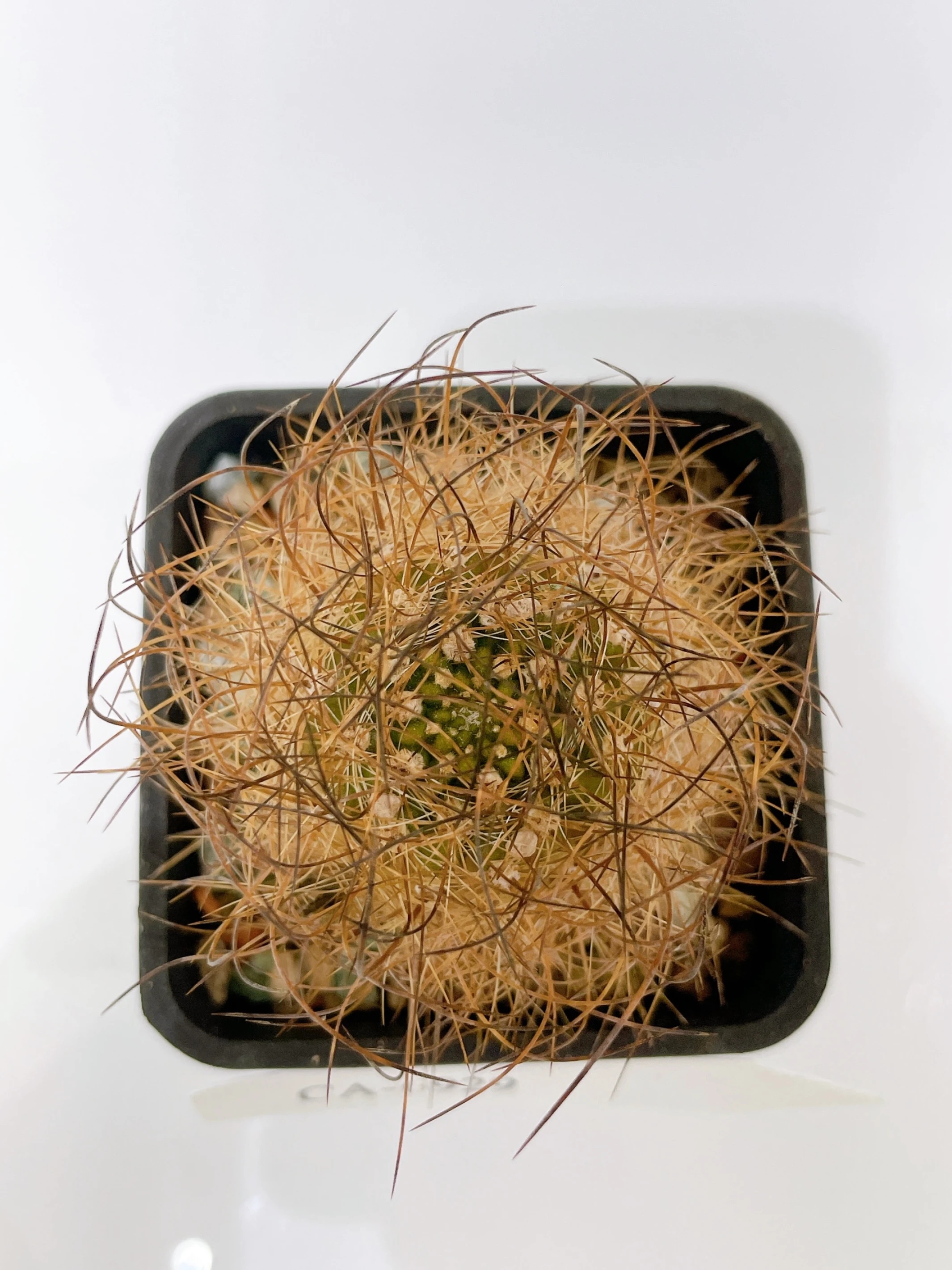 銀翁玉 Eriosyce senilis CA-6929