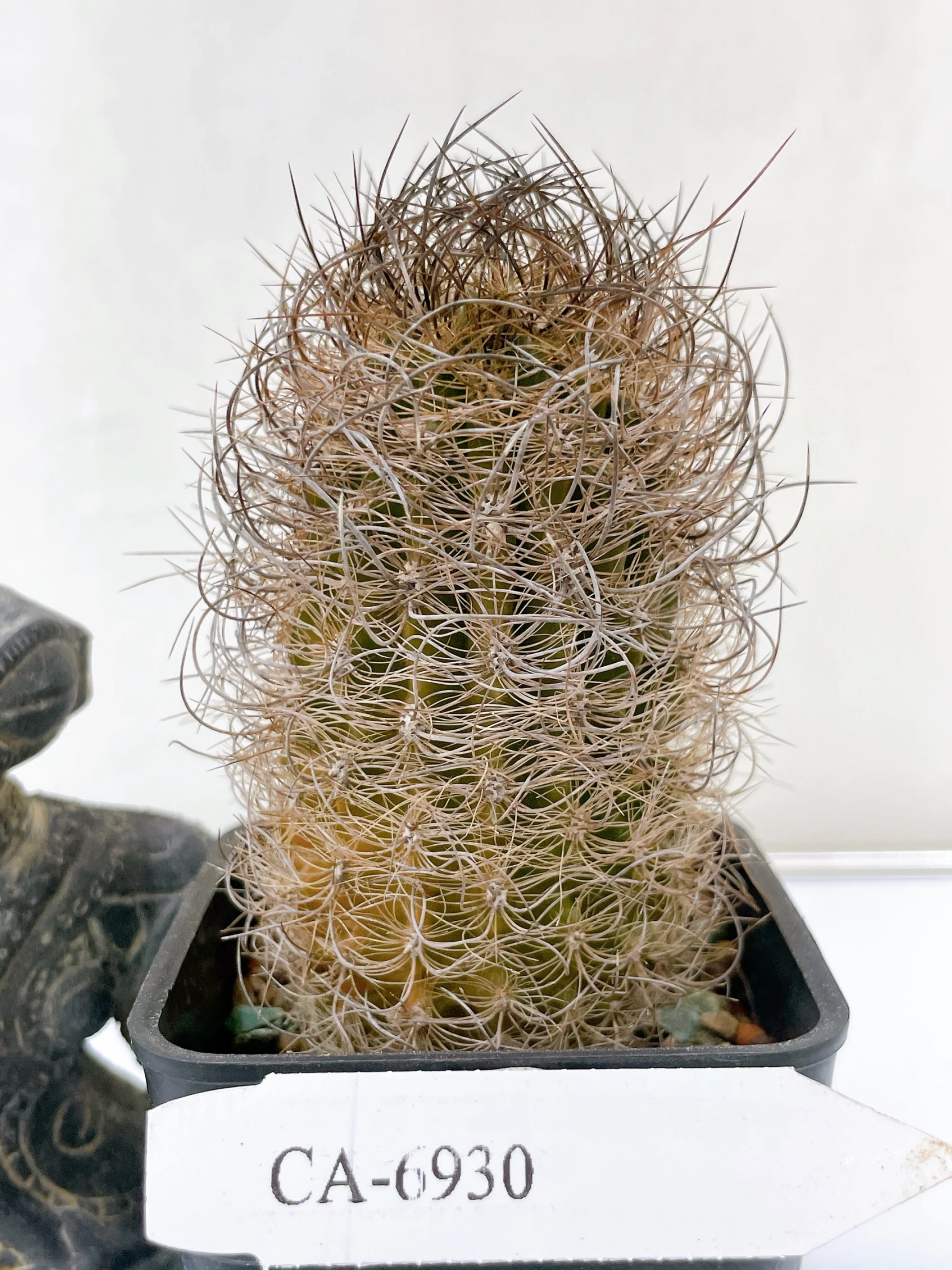 銀翁玉 Eriosyce senilis CA-6930