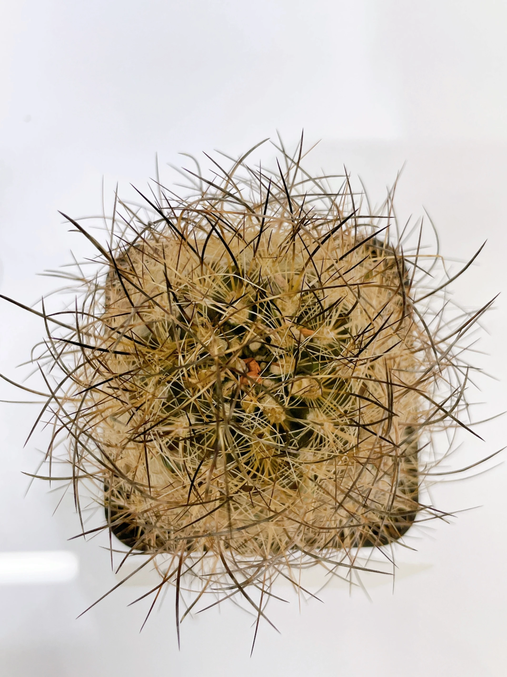 銀翁玉 Eriosyce senilis CA-6940