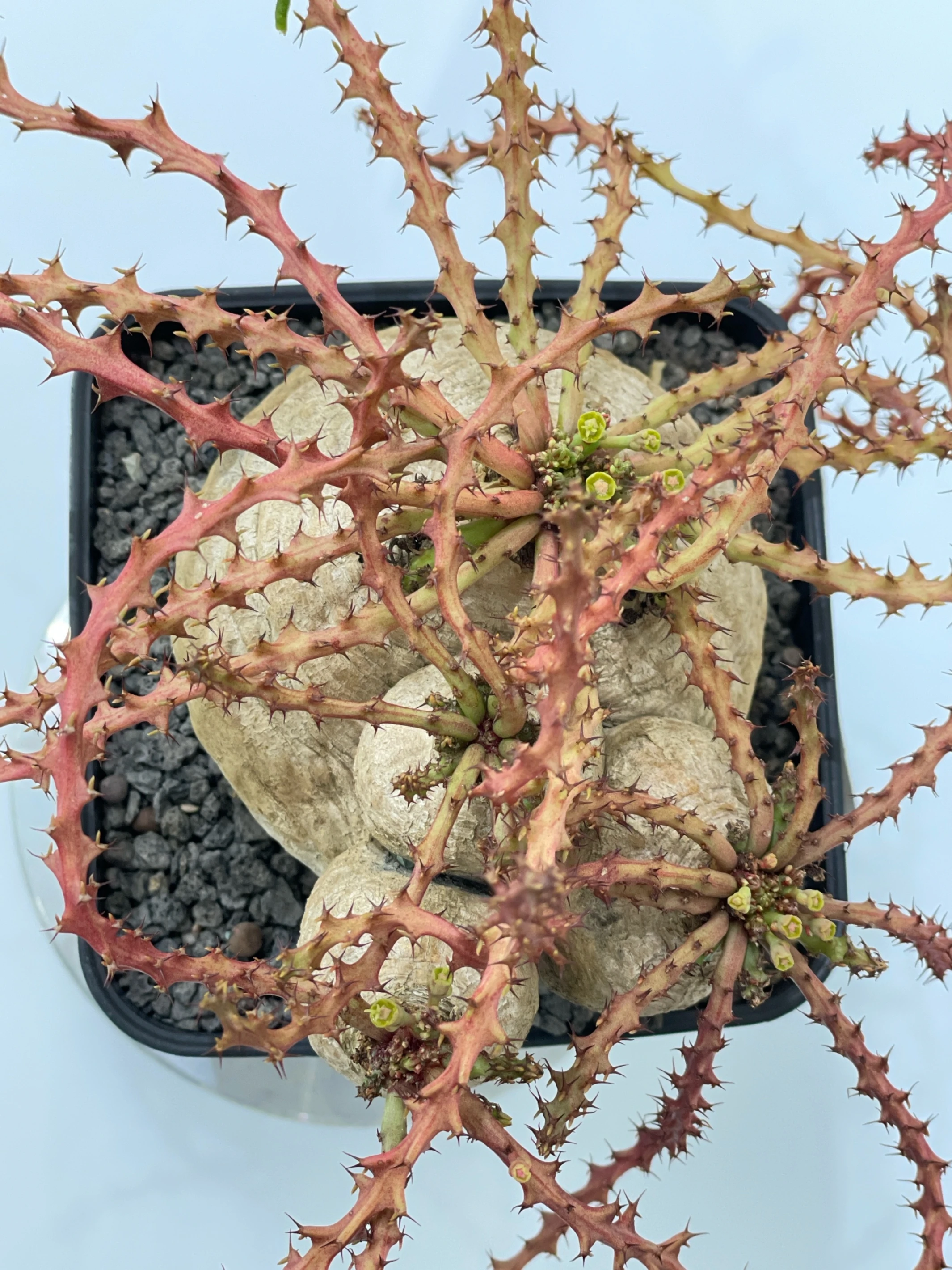 四頭蓬萊島 Euphorbia decidua CA-7171