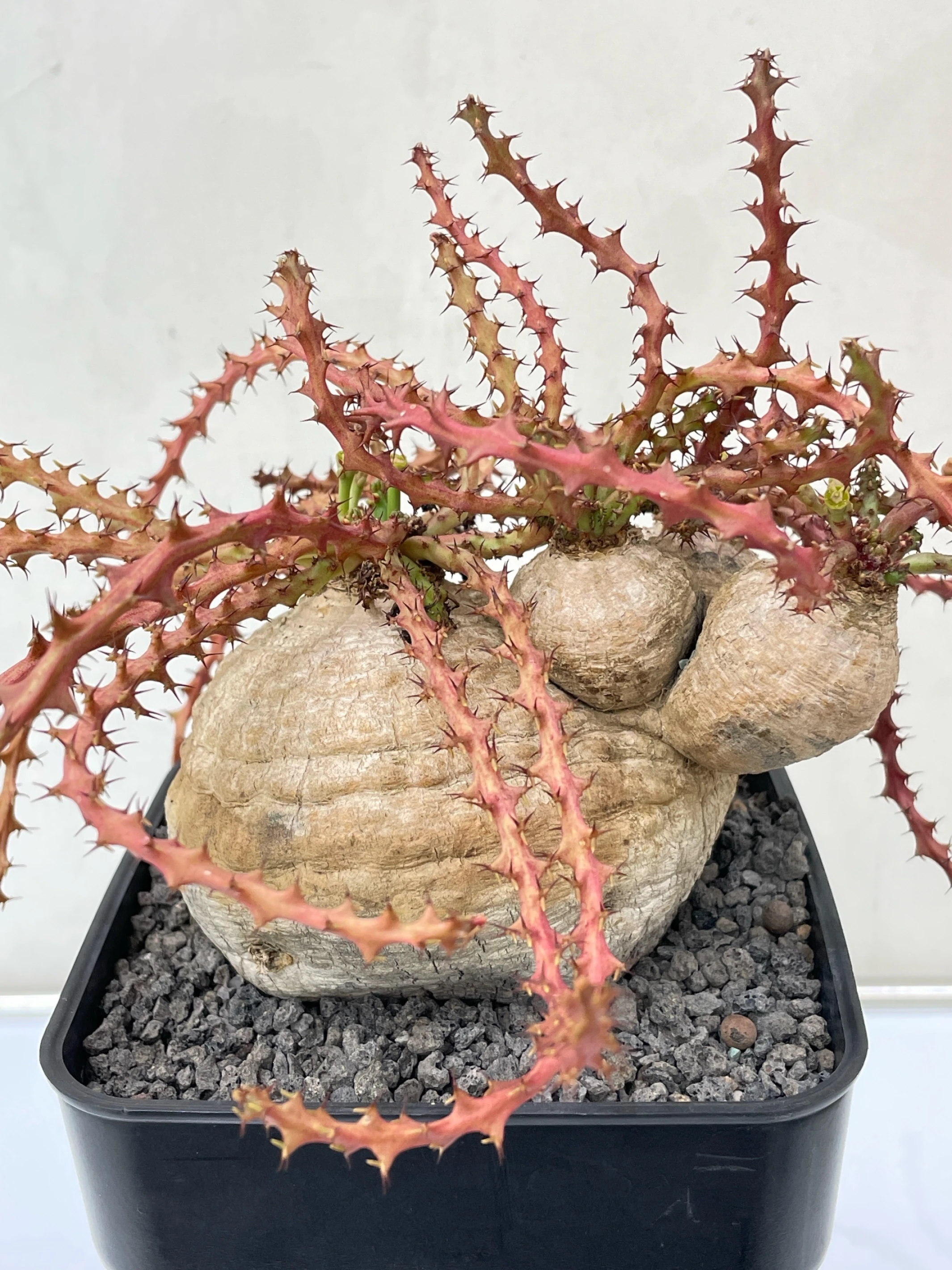 四頭蓬萊島 Euphorbia decidua CA-7171