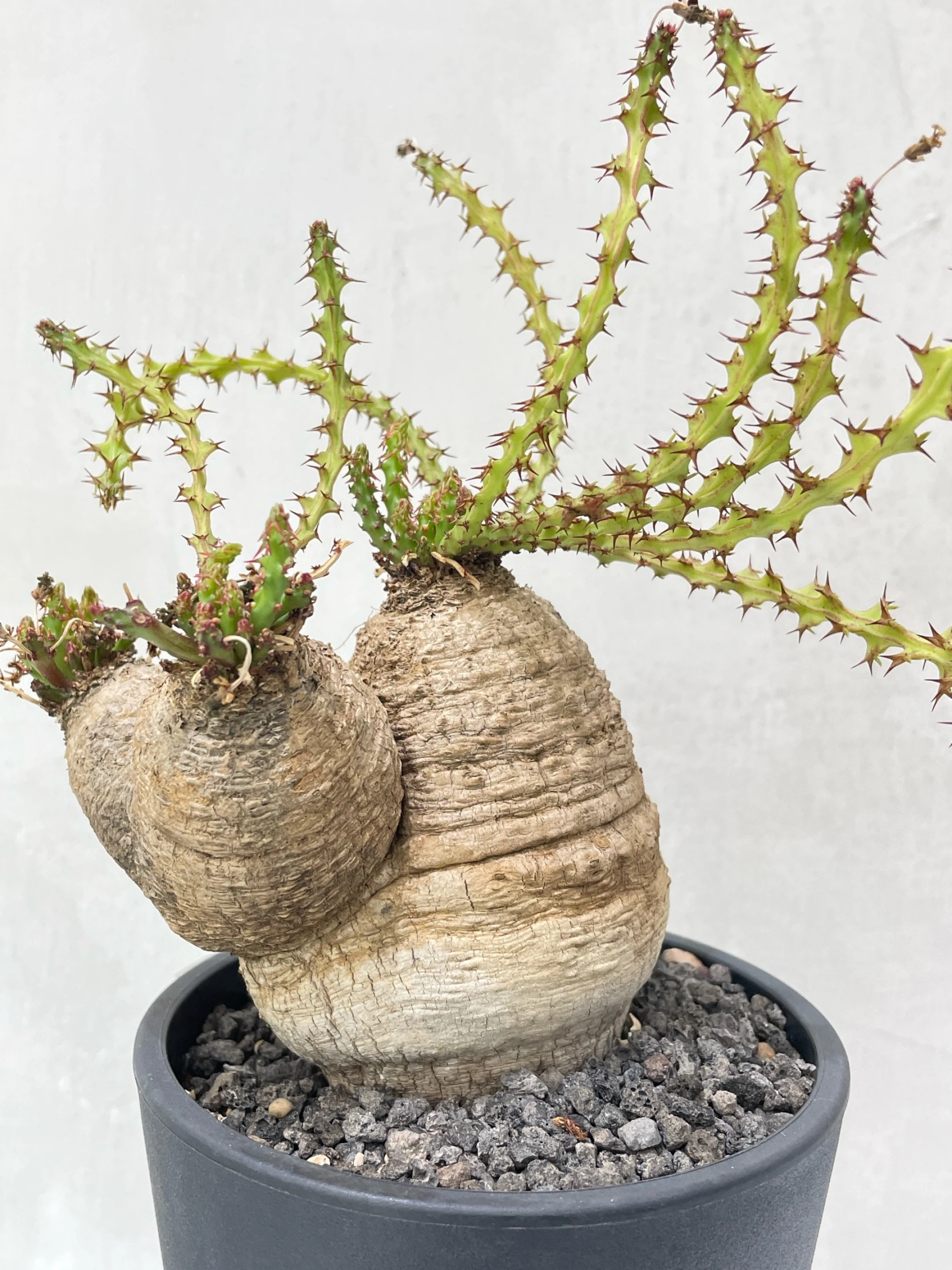 三頭蓬萊島 Euphorbia decidua CA-7180