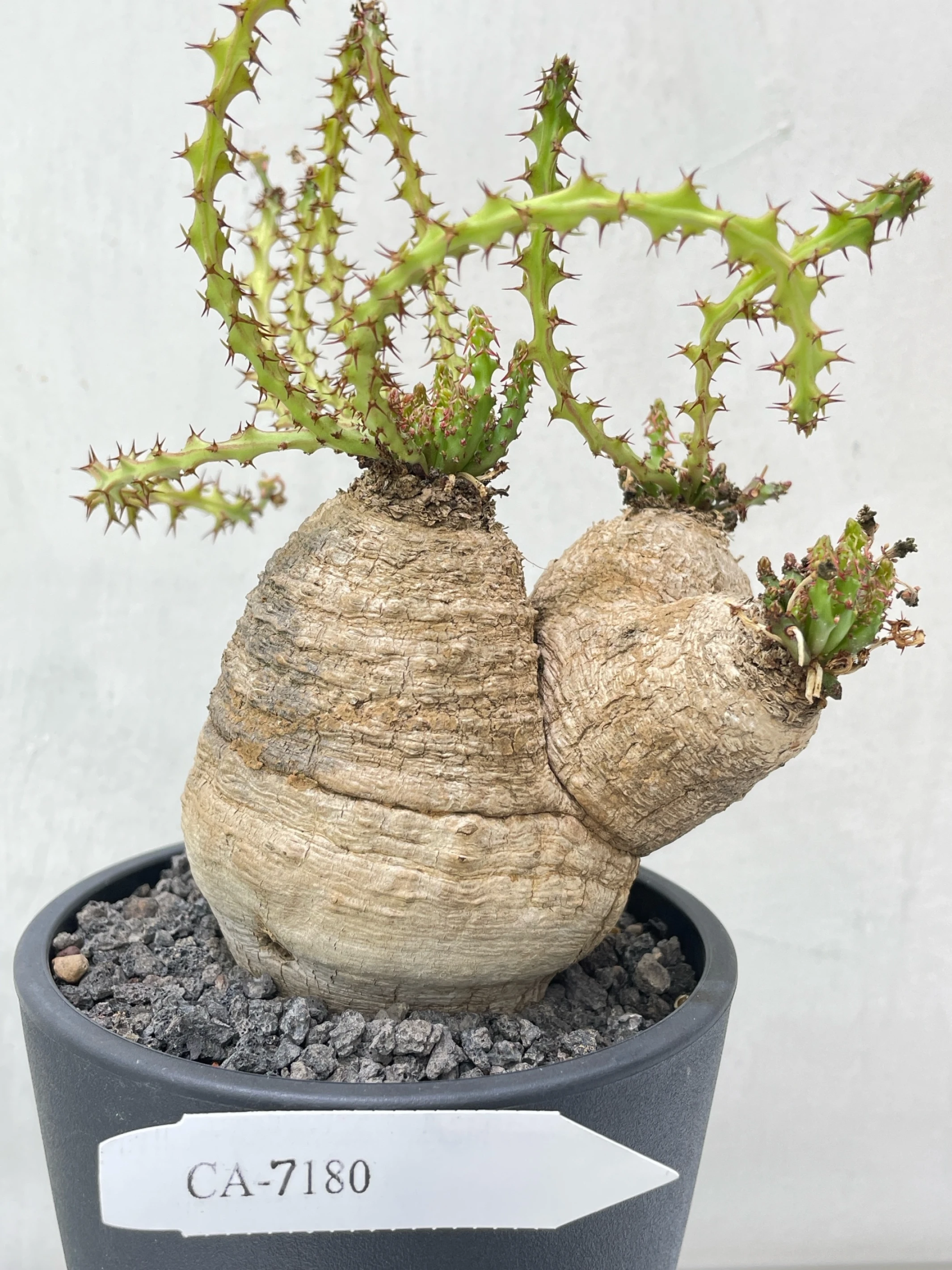 三頭蓬萊島 Euphorbia decidua CA-7180