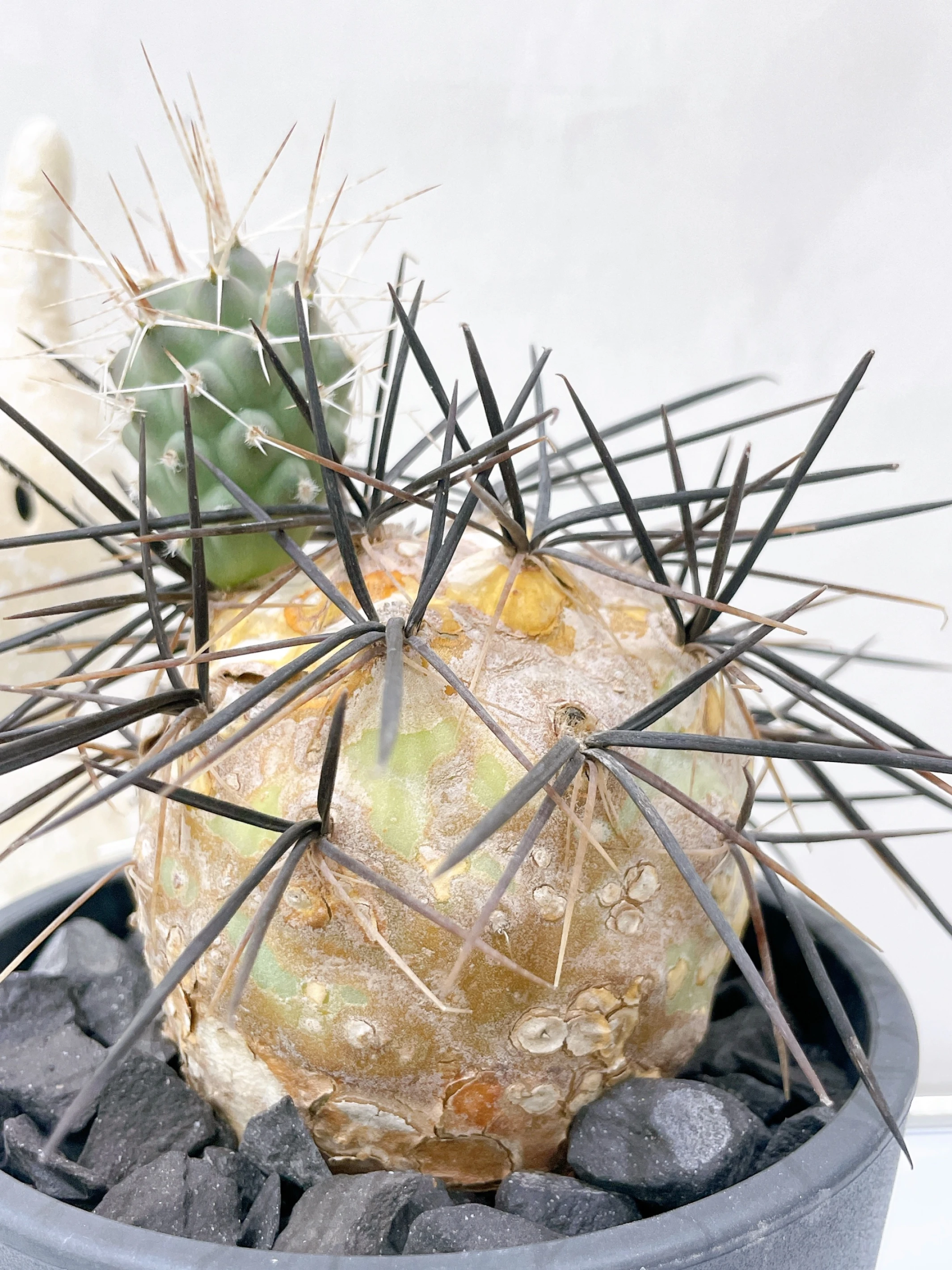 強刺習志野Tephrocactus geometricus f. fiambalensis CA-9753
