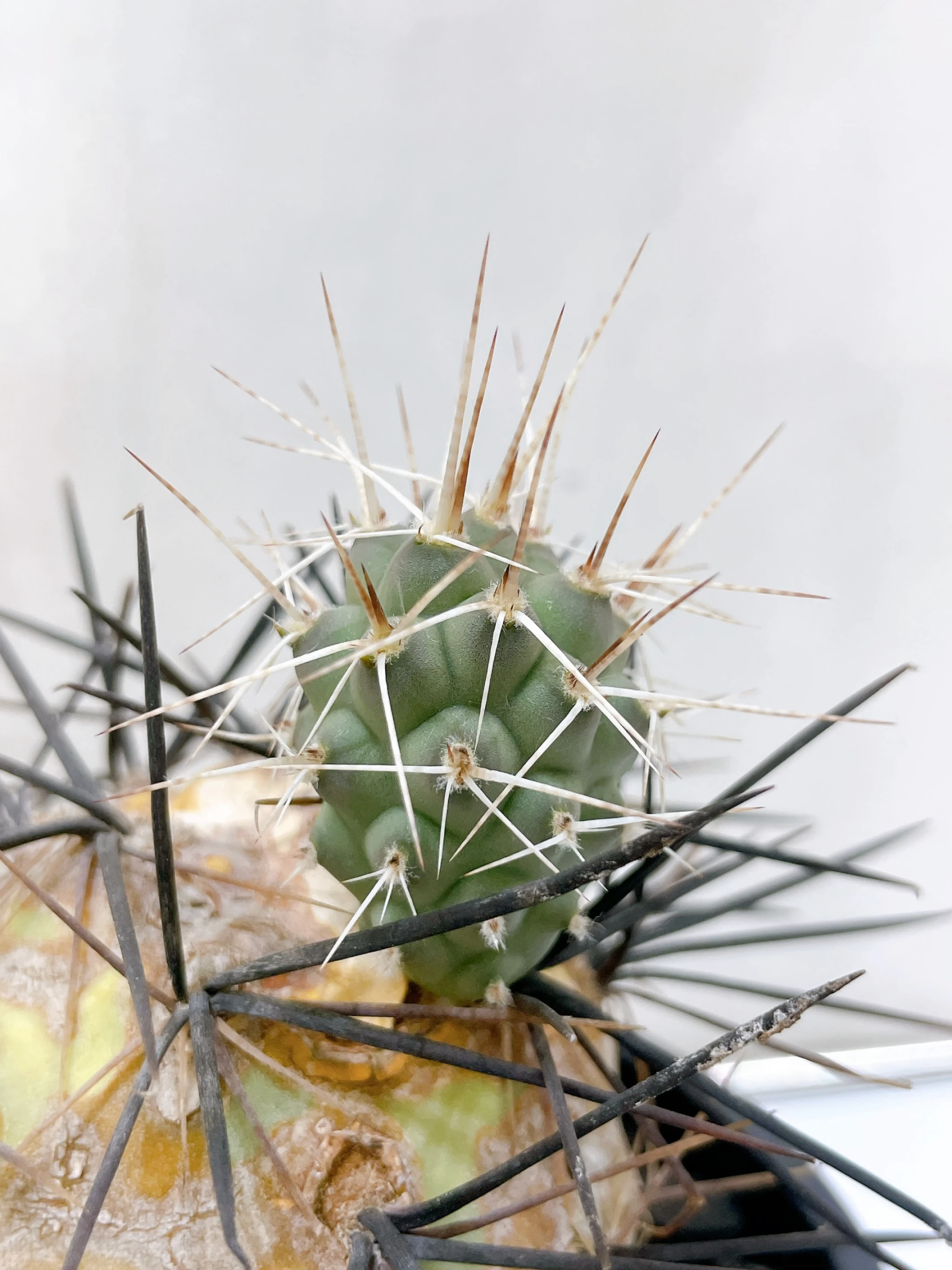 強刺習志野Tephrocactus geometricus f. fiambalensis CA-9753