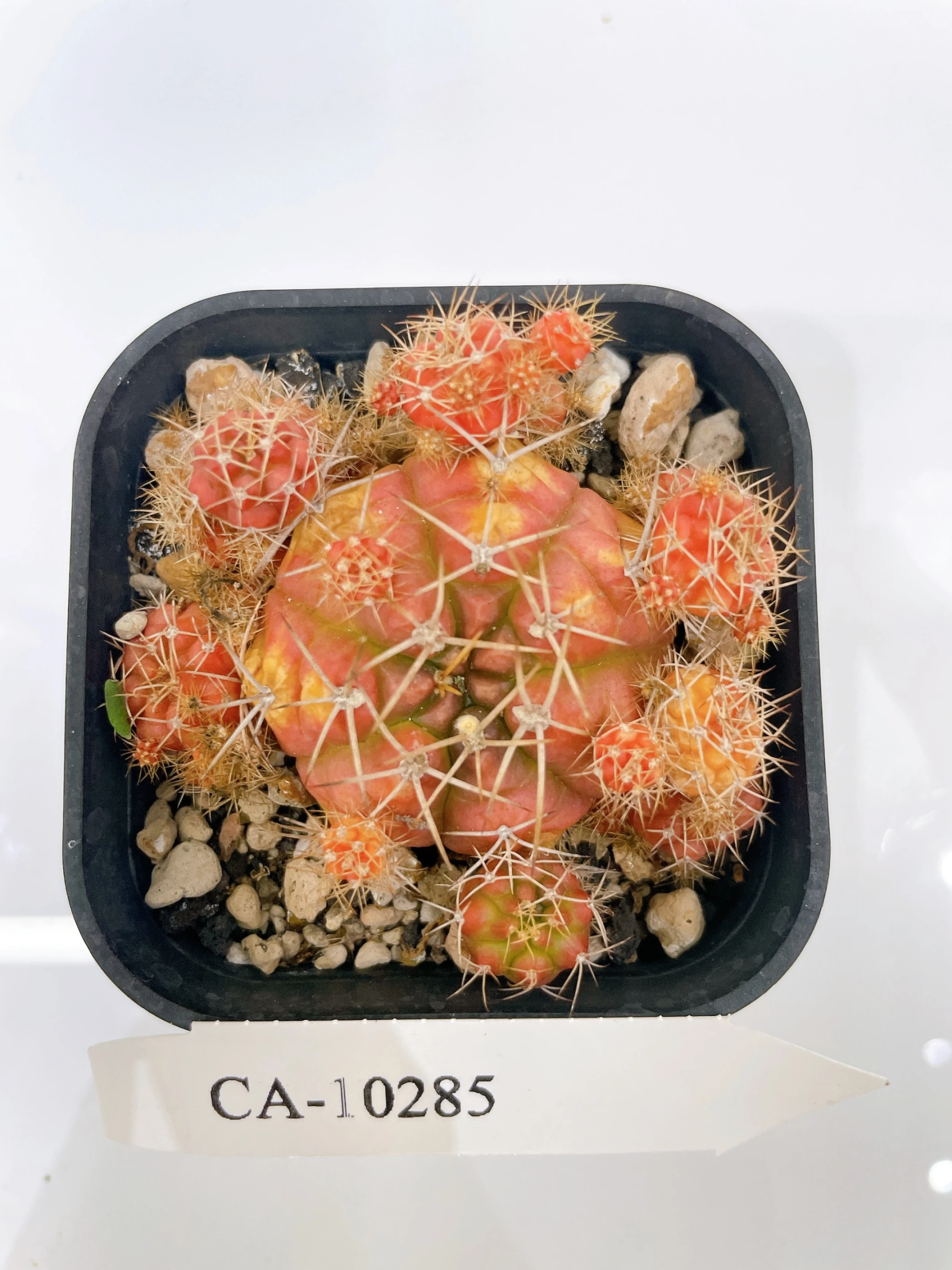 麗蛇丸錦Gymnocalycium damsii f. variegata CA-10285