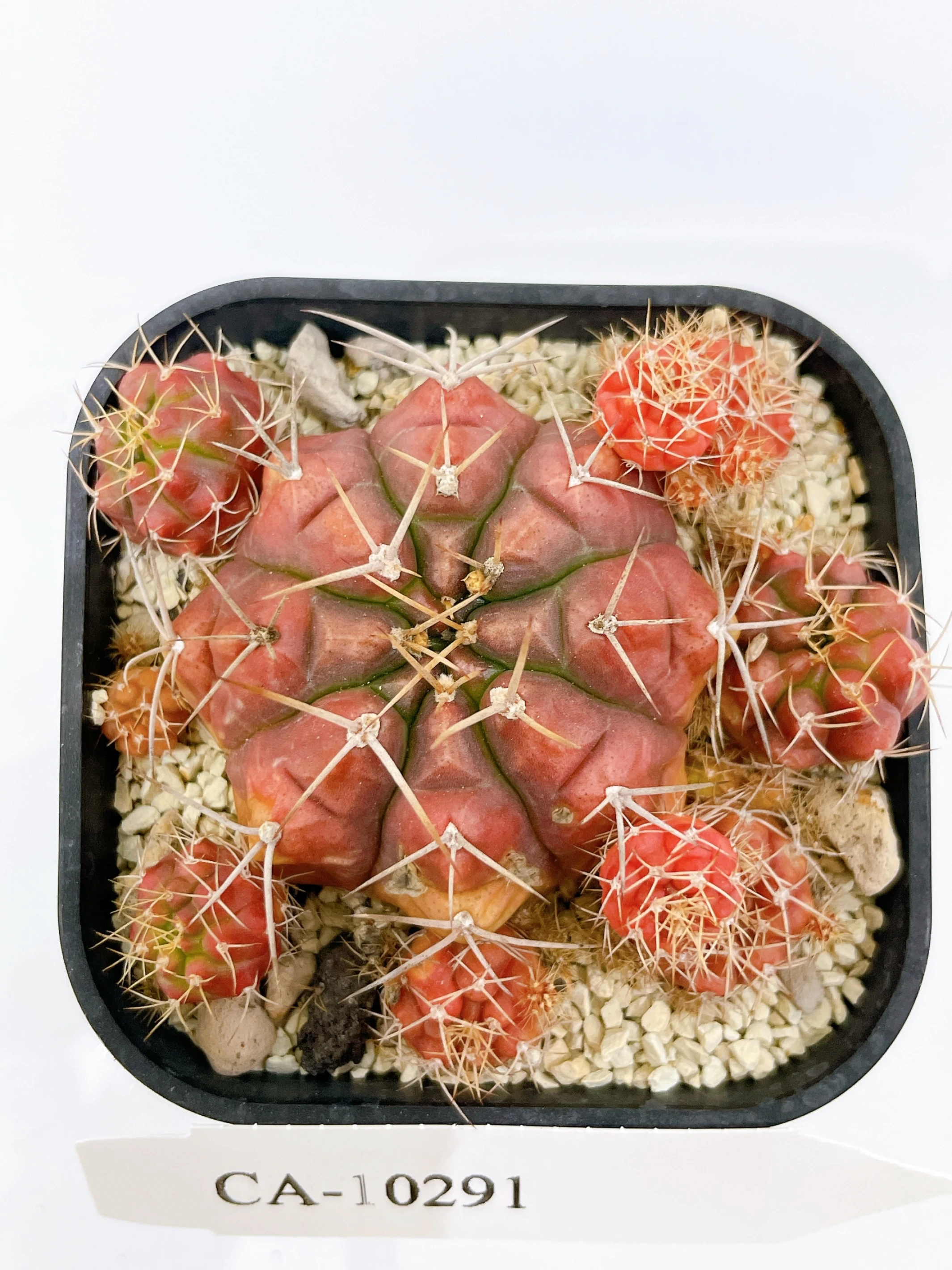 麗蛇丸錦Gymnocalycium damsii f. variegata CA-10291
