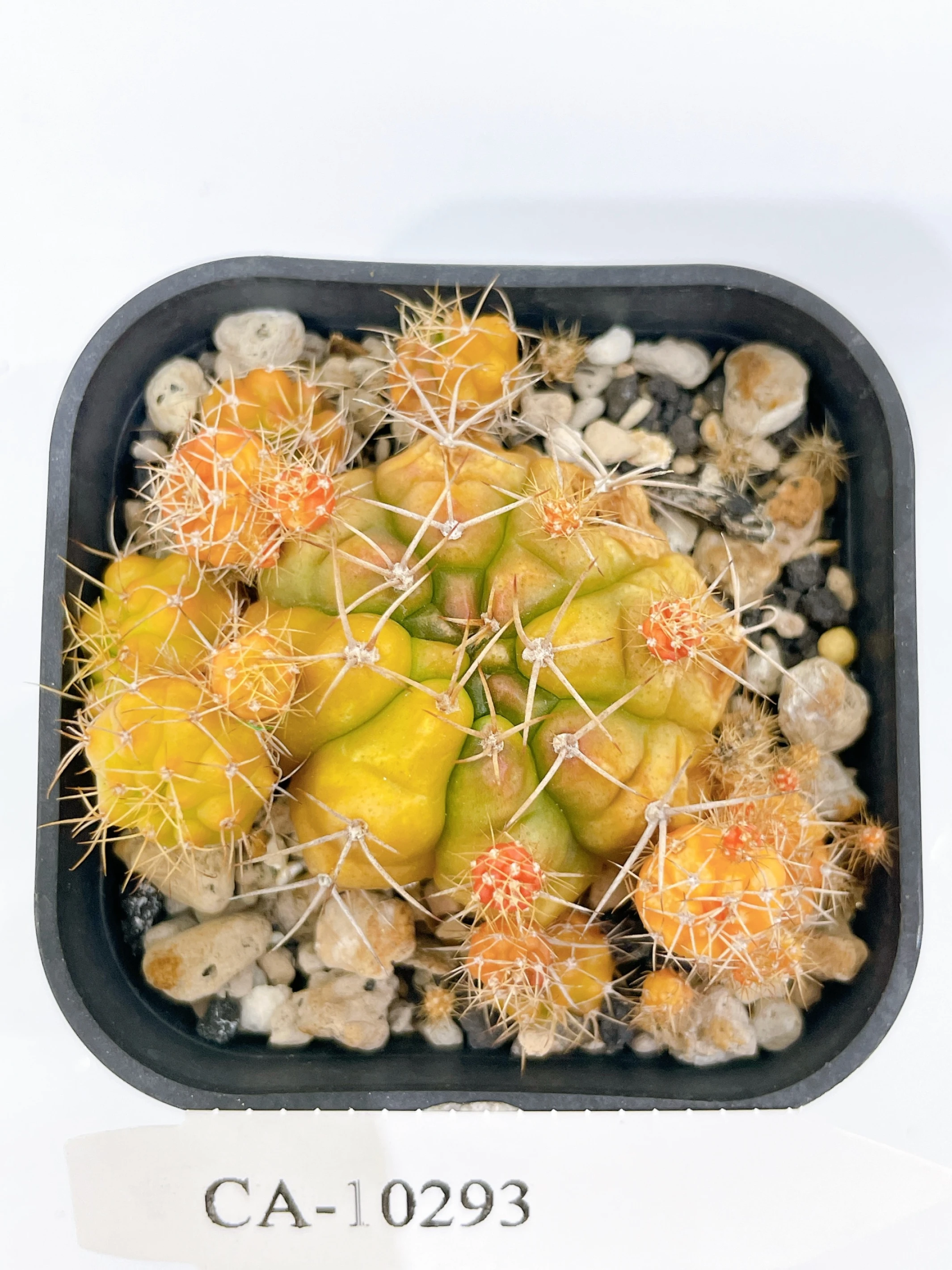 麗蛇丸錦Gymnocalycium damsii f. variegata CA-10293