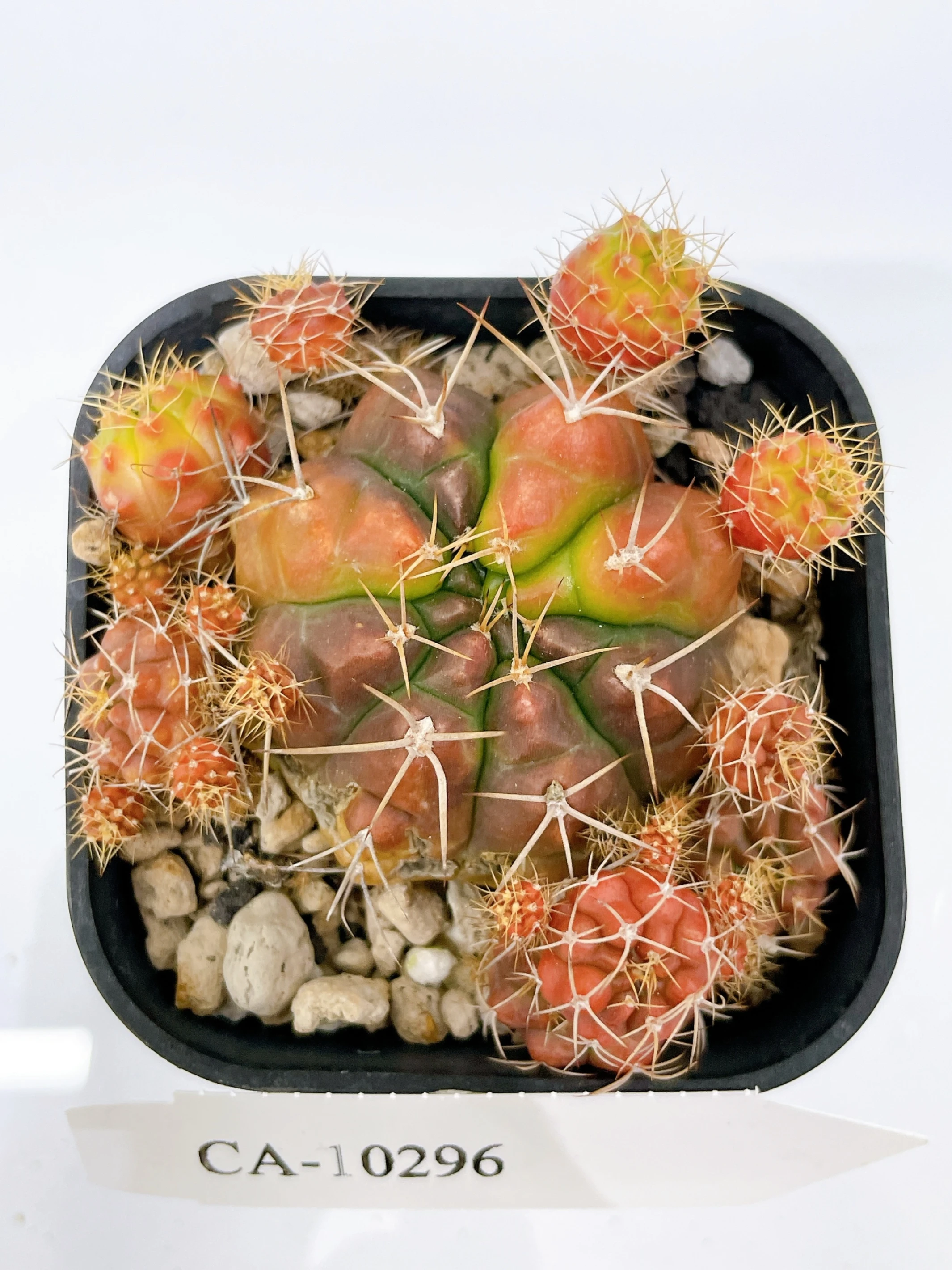 Gymnocalycium damsii f. variegata CA-10296 ORDEX