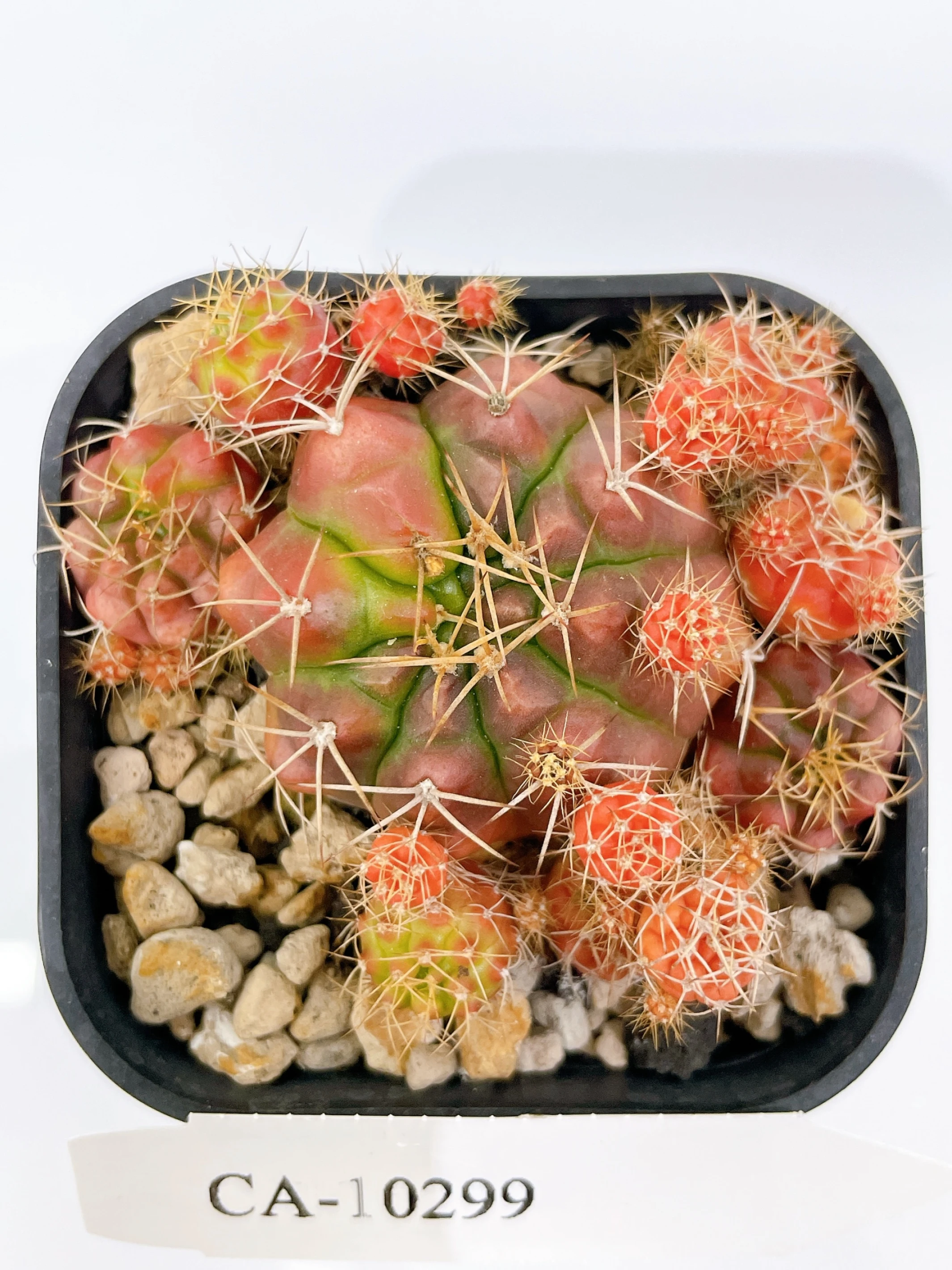 麗蛇丸錦Gymnocalycium damsii f. variegata CA-10299
