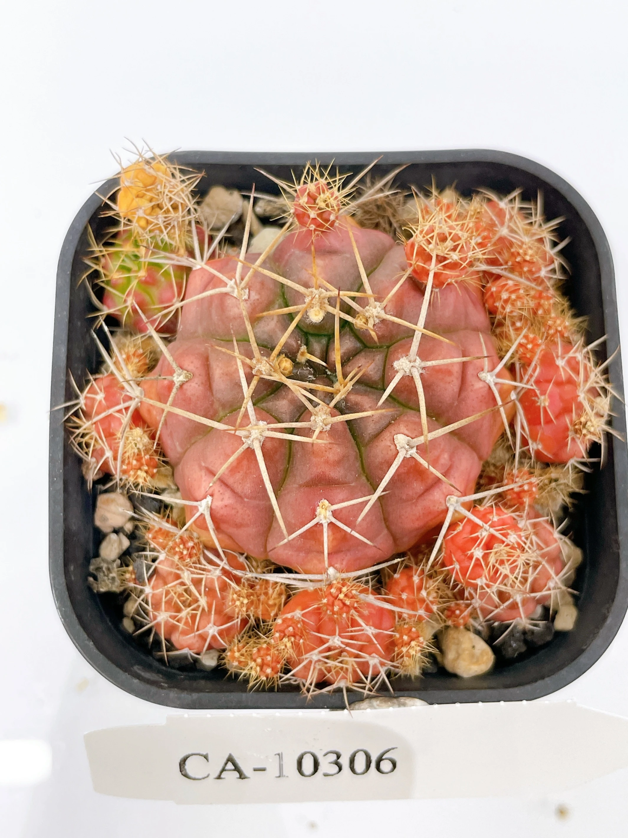 麗蛇丸錦Gymnocalycium damsii f. variegata CA-10306