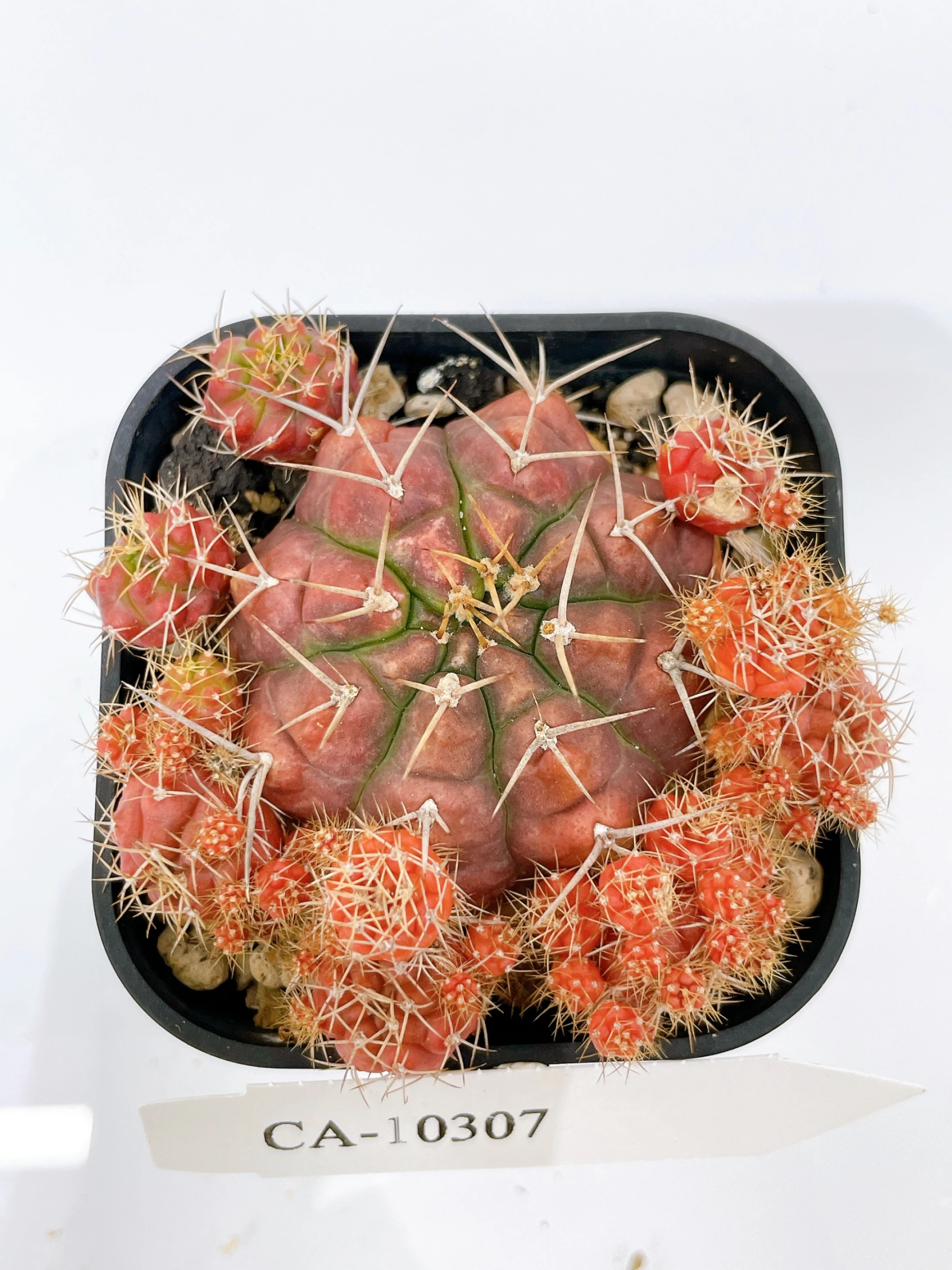麗蛇丸錦Gymnocalycium damsii f. variegata CA-10307