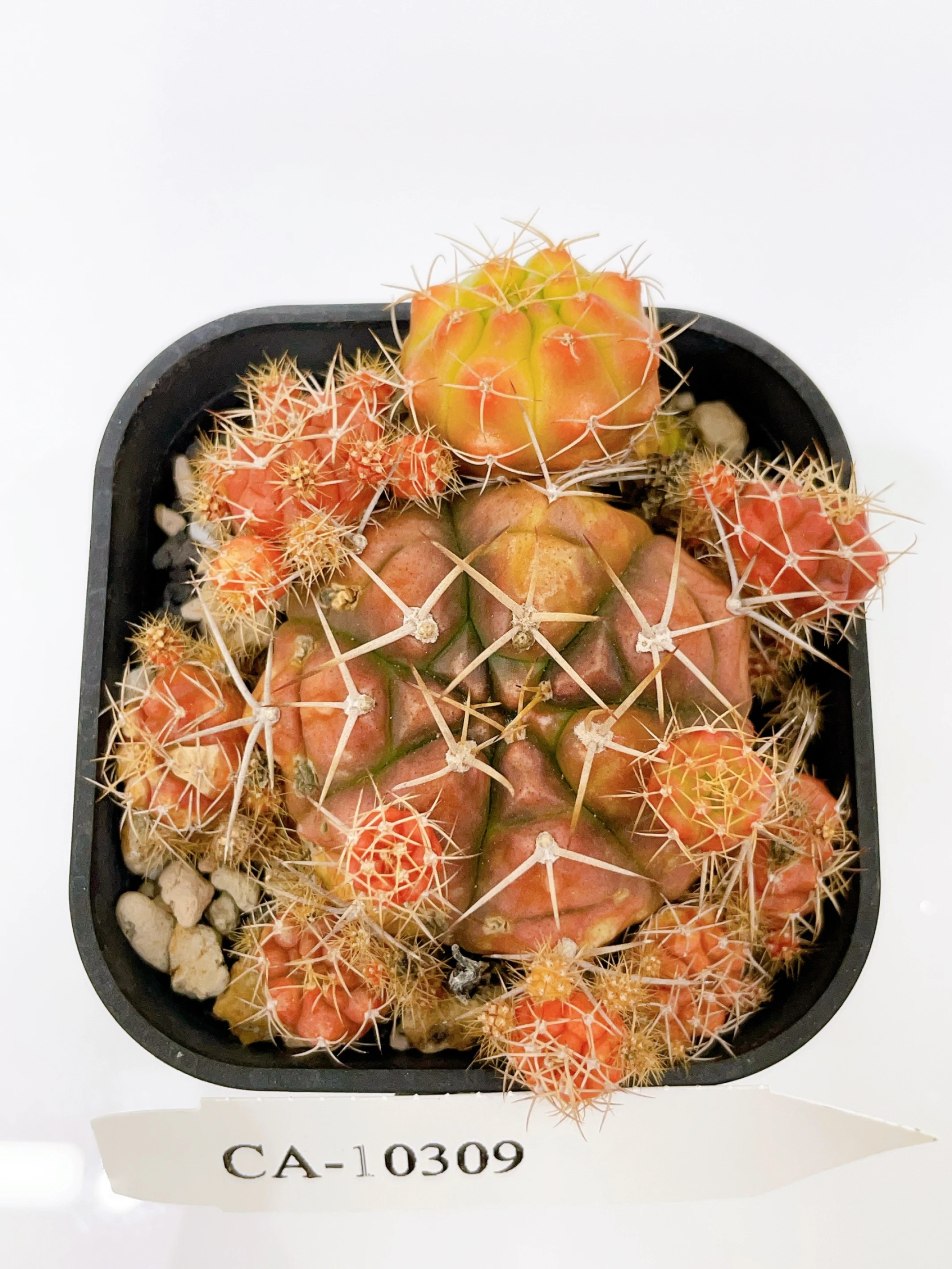 麗蛇丸錦Gymnocalycium damsii f. variegata CA-10309