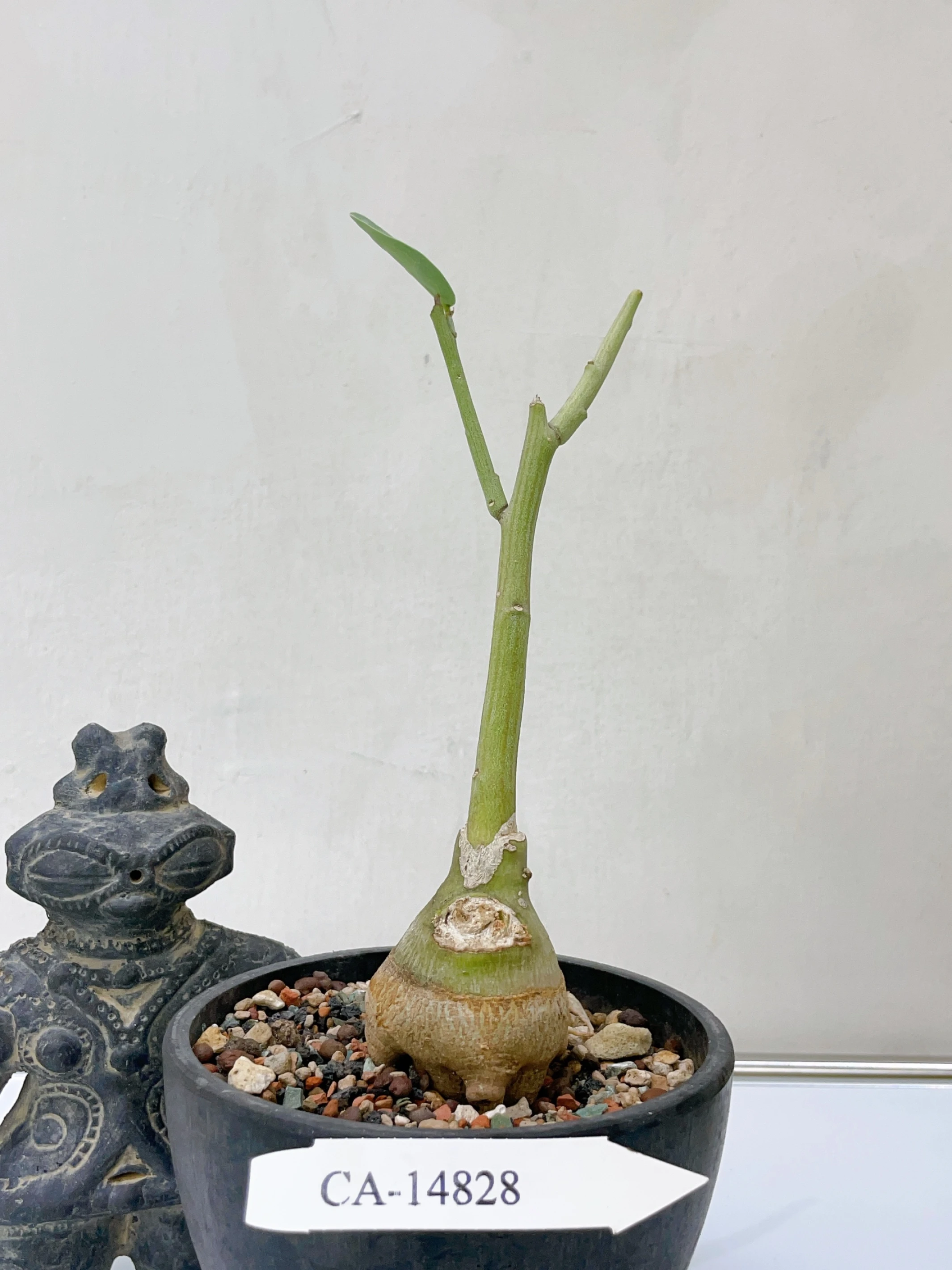 象足西番蓮 Adenia pechuelii + A.glauca. CA-14828