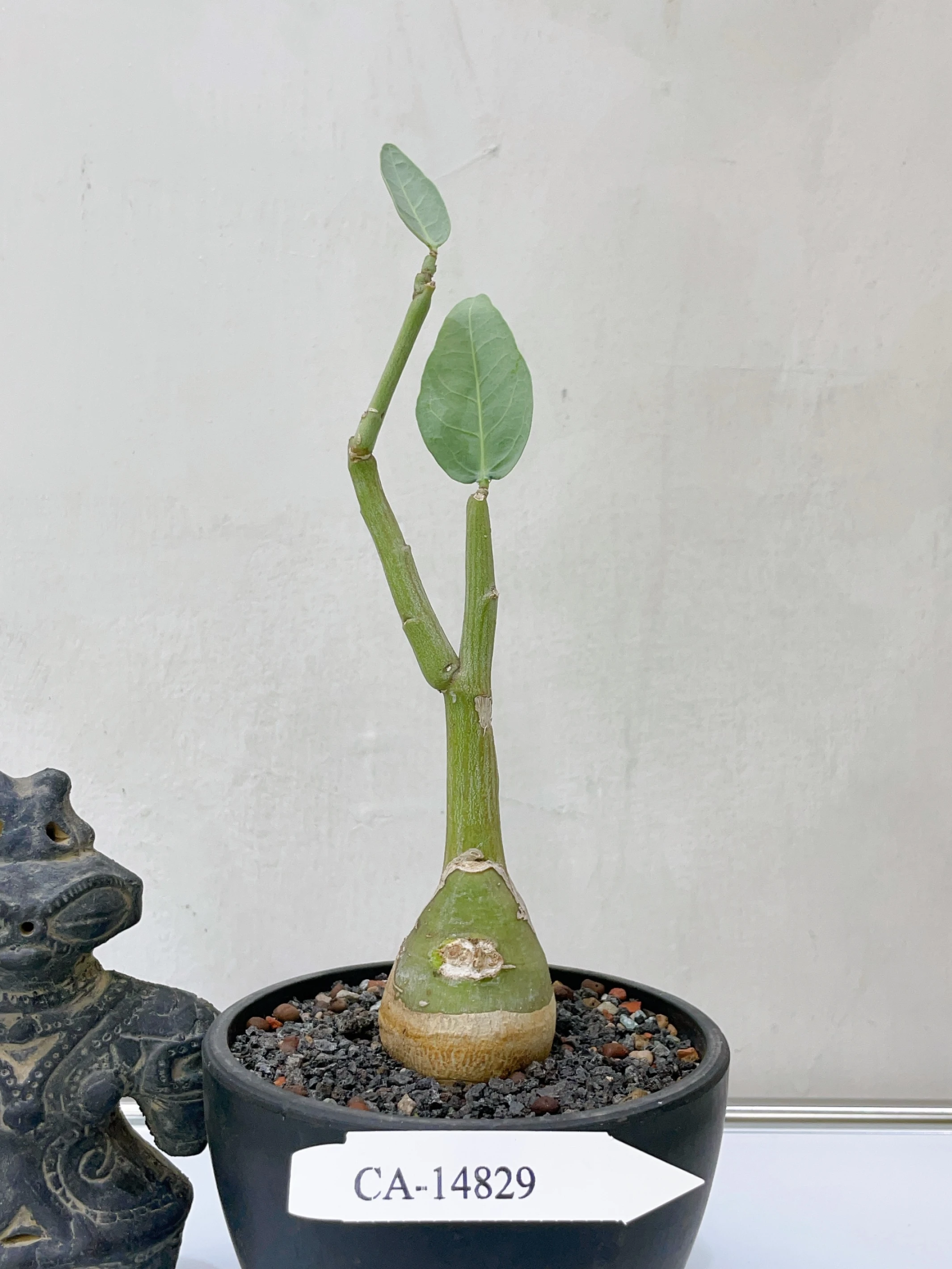 象足西番蓮 Adenia pechuelii + A.glauca. CA-14829