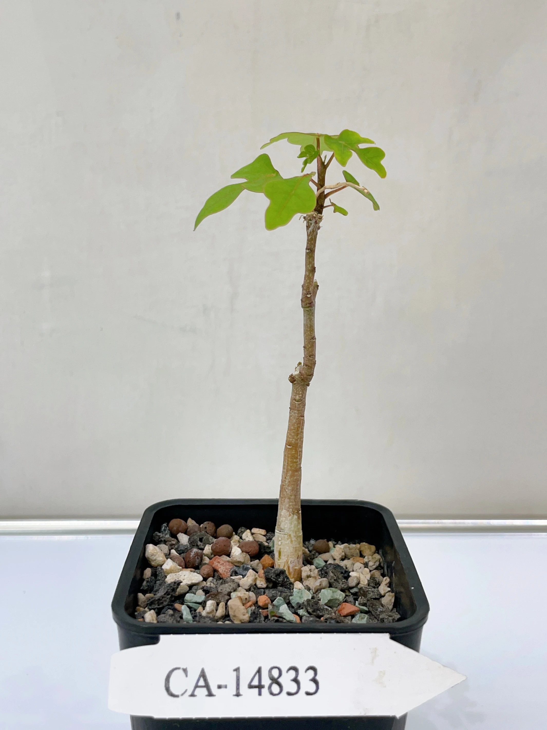鱷魚腺蔓 Adenia olaboensis CA-14833