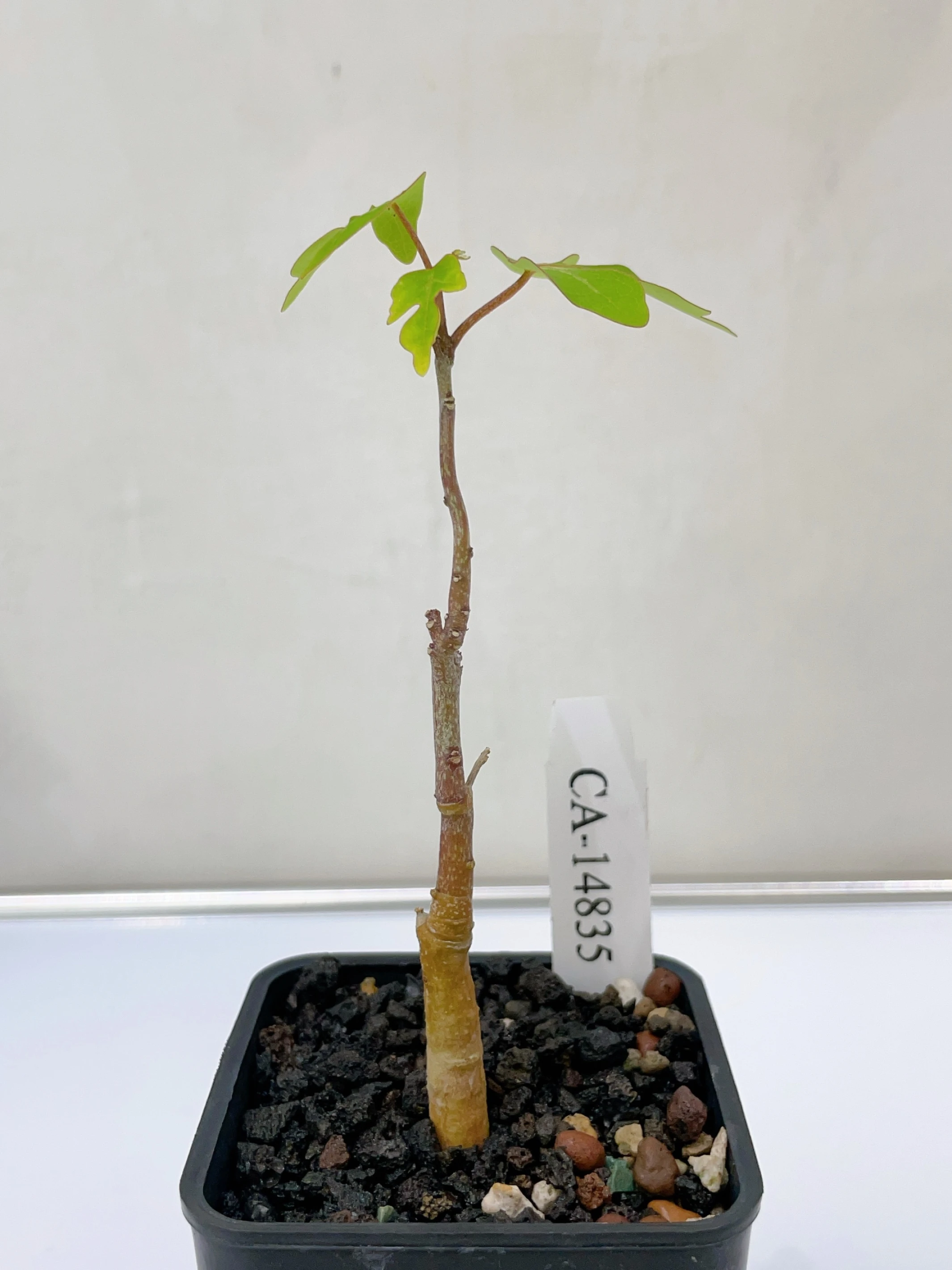 鱷魚腺蔓 Adenia olaboensis CA-14835