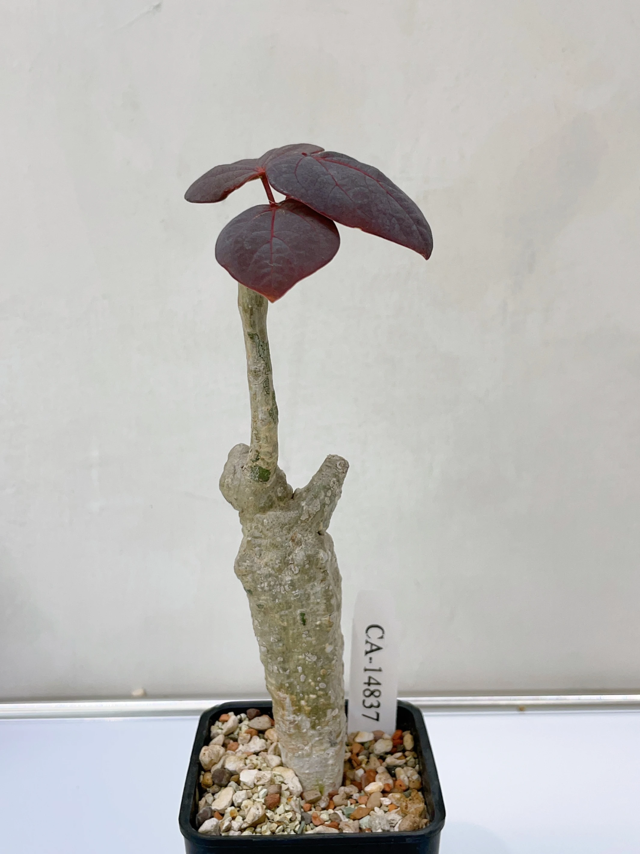紅葉西番蓮 Adenia stylosa CA-14837