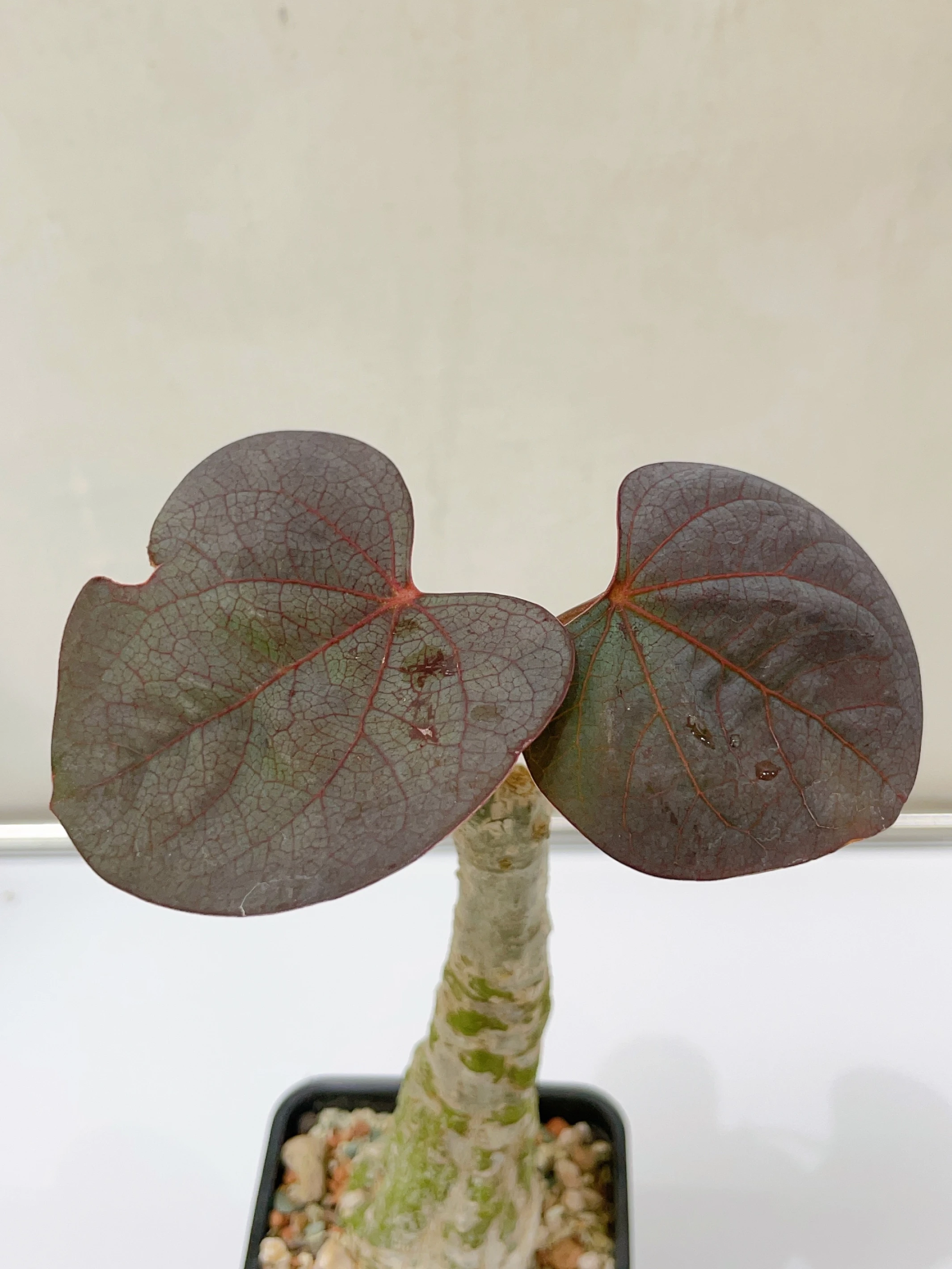 紅葉西番蓮 Adenia stylosa CA-14838