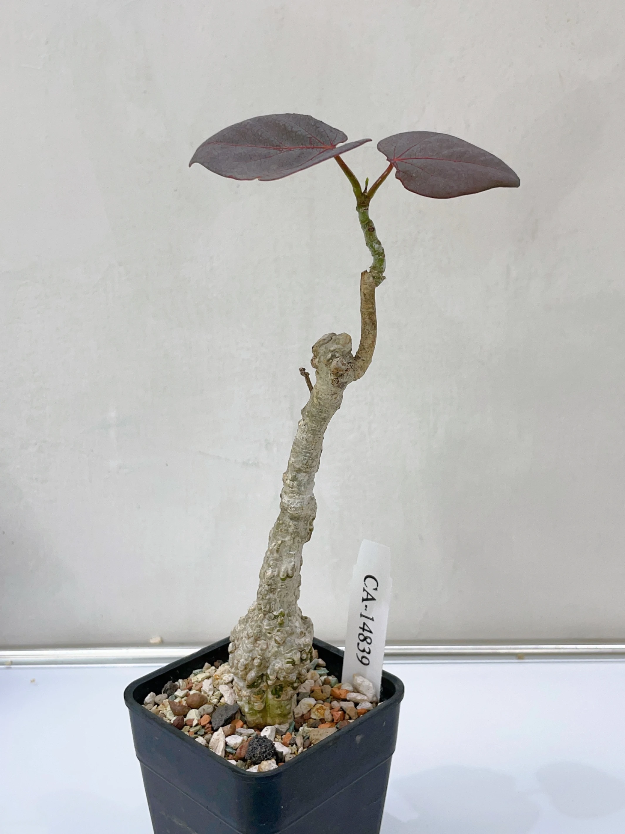 紅葉西番蓮 Adenia stylosa CA-14839