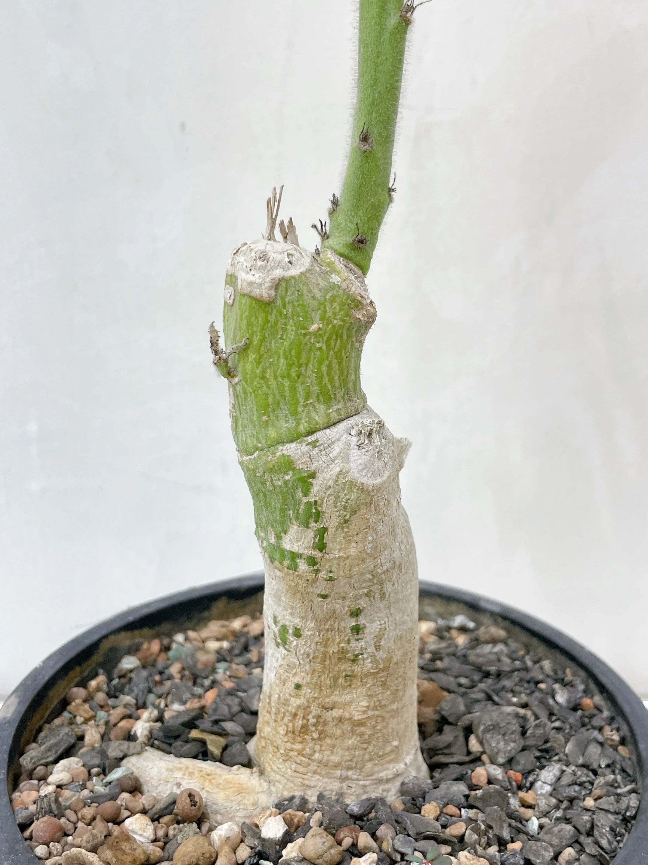 聖果西番蓮 Adenia keramanthus CA-14879