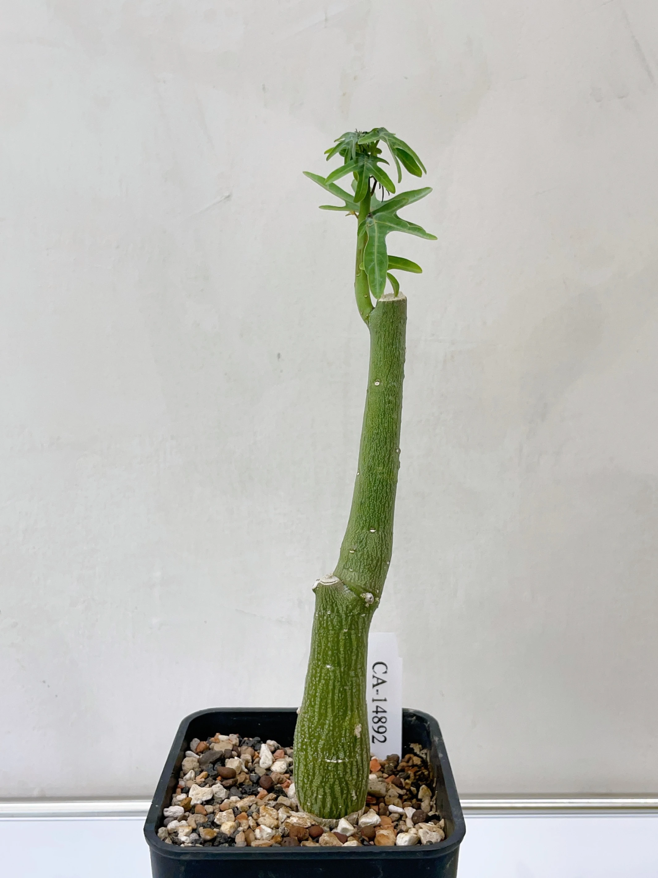 毒腺蔓 Adenia venenata CA-14892