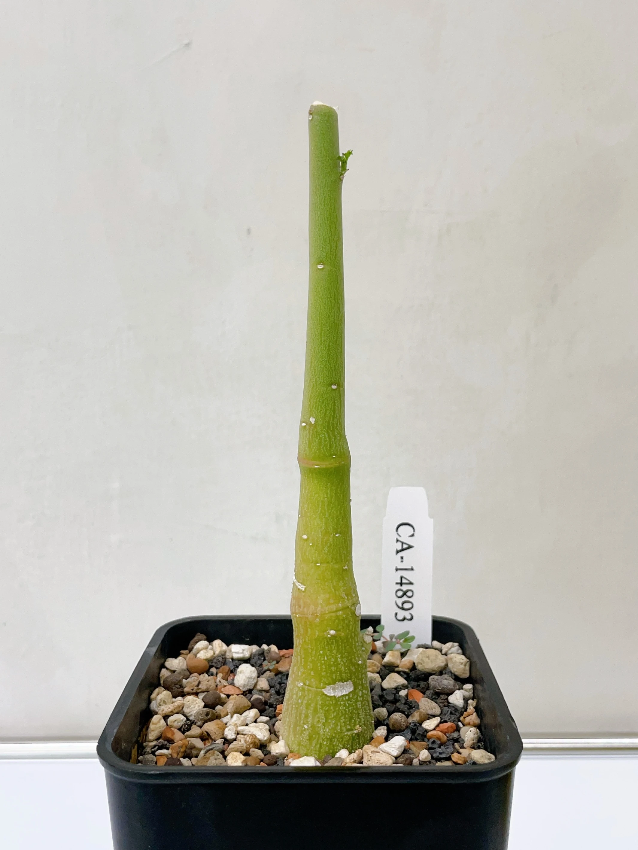 毒腺蔓 Adenia venenata CA-14893