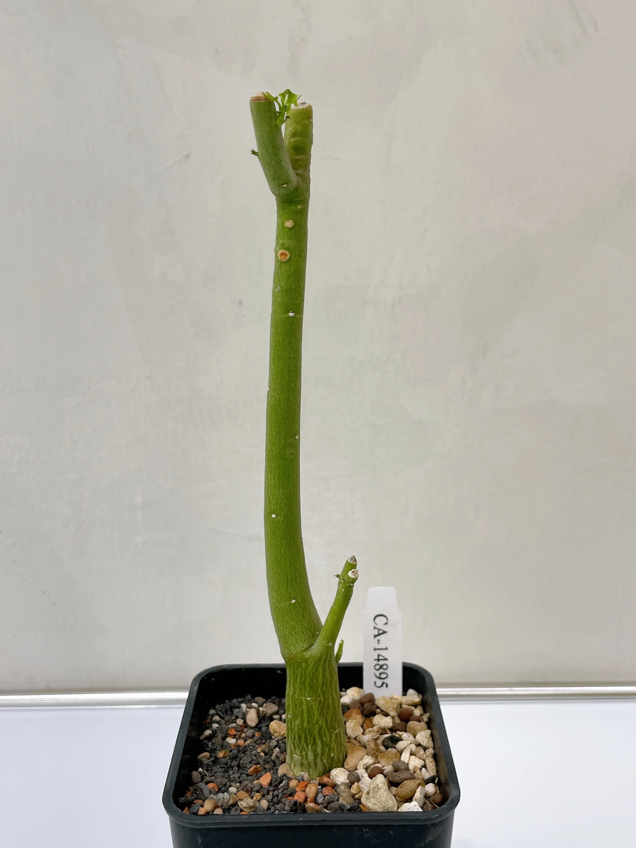 毒腺蔓 Adenia venenata CA-14895