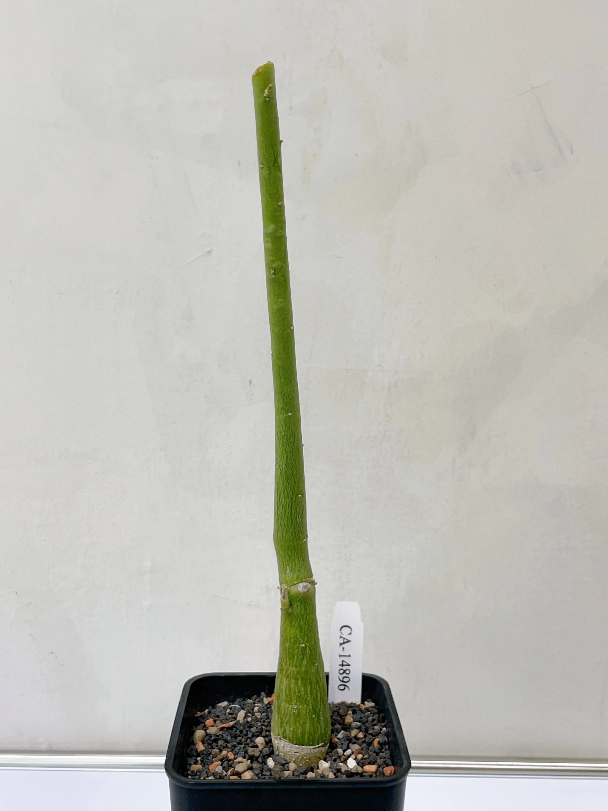 毒腺蔓 Adenia venenata CA-14896