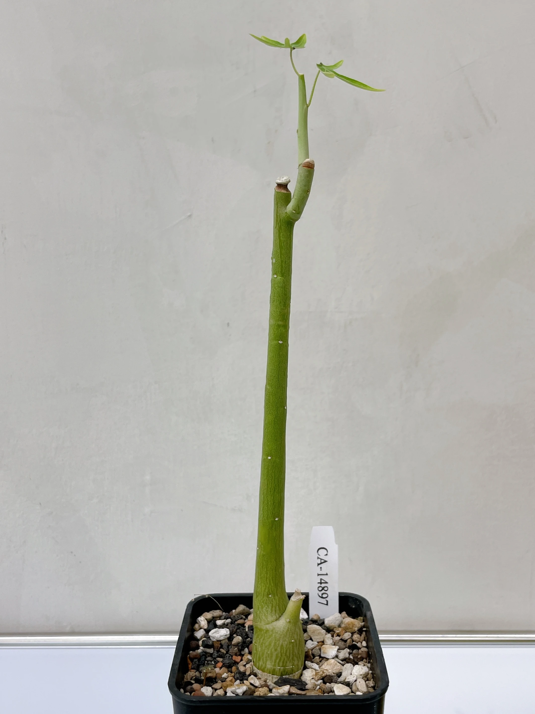 毒腺蔓 Adenia venenata CA-14897
