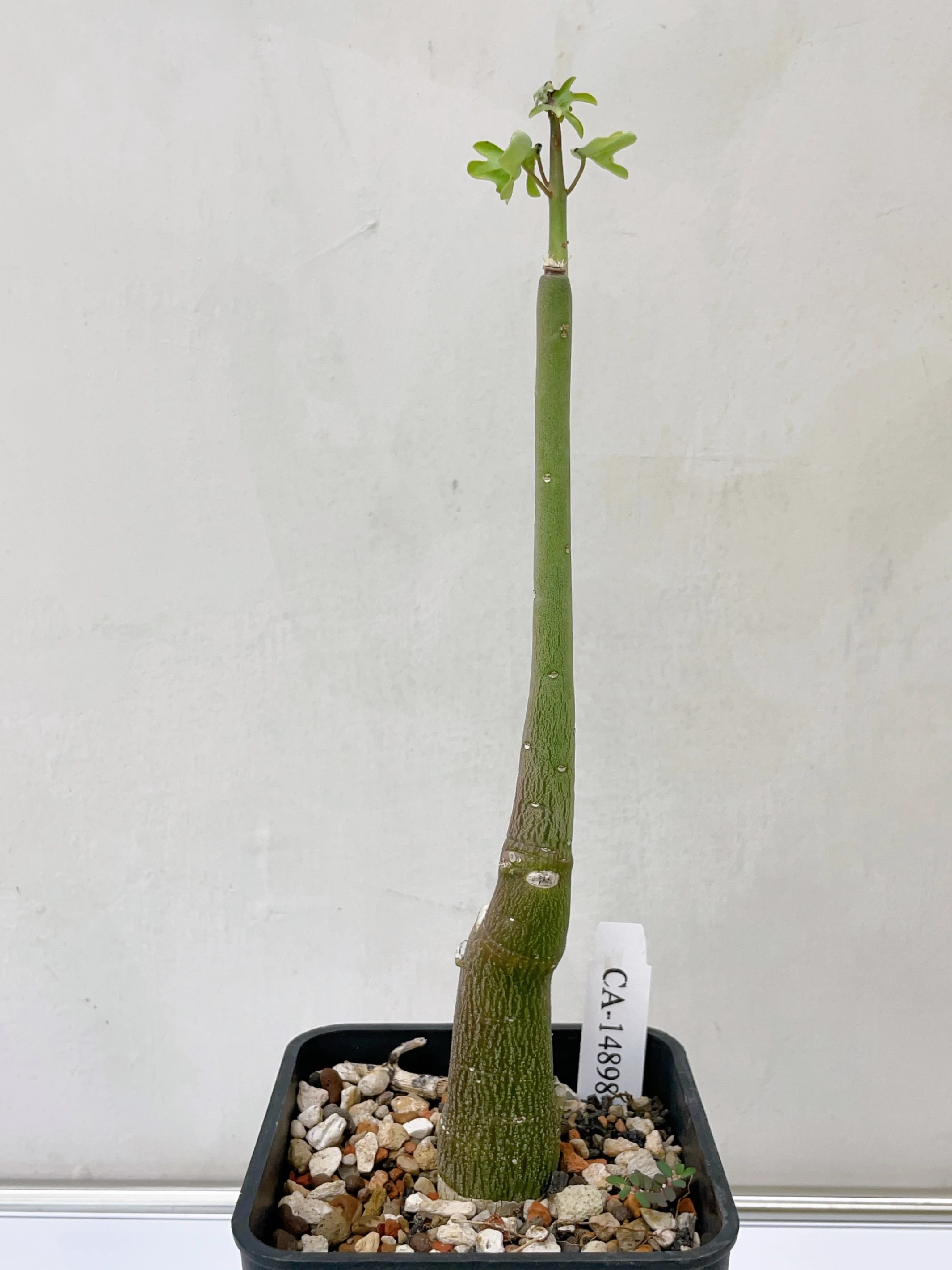 毒腺蔓 Adenia venenata CA-14898
