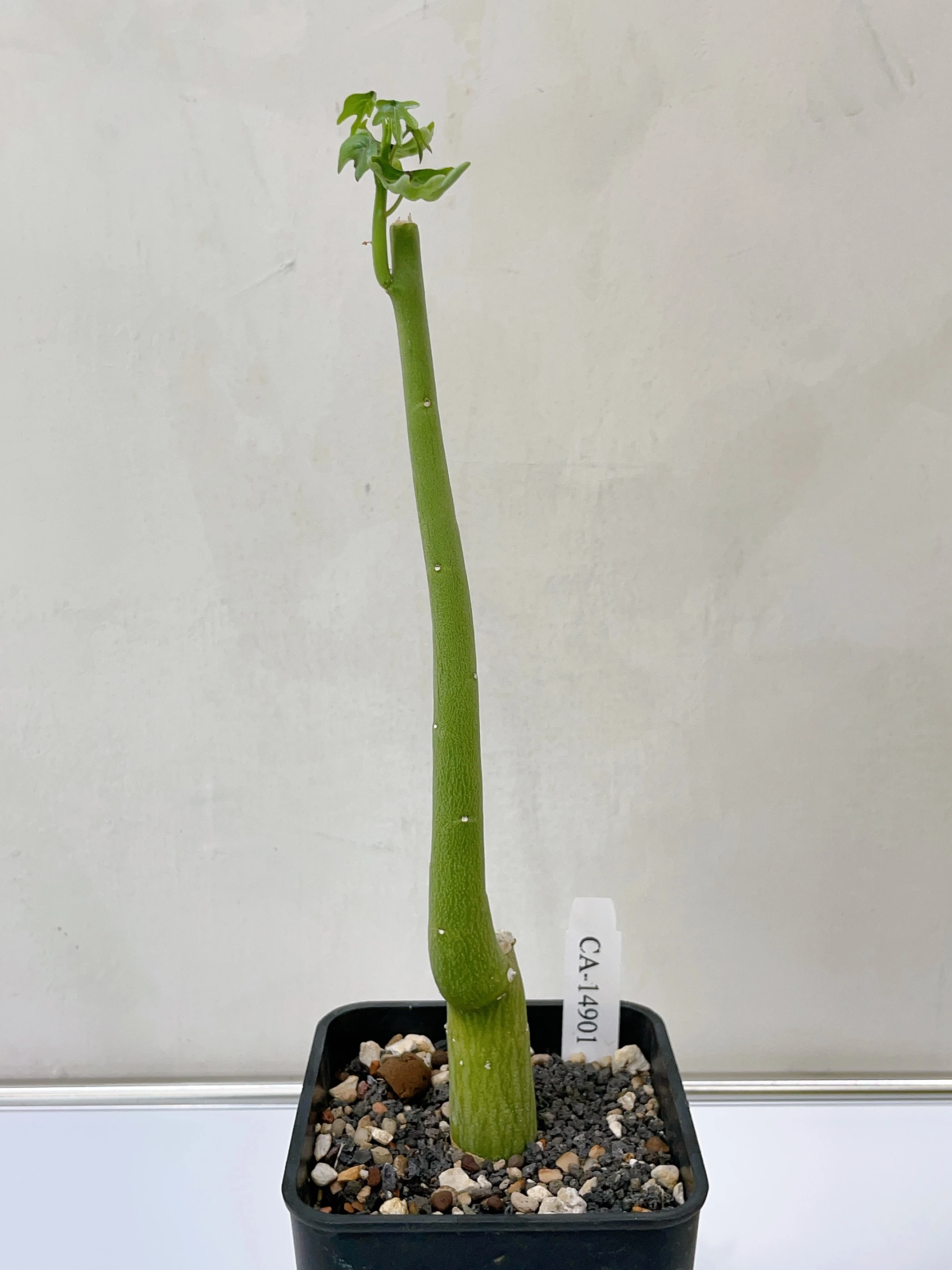 毒腺蔓 Adenia venenata CA-14901