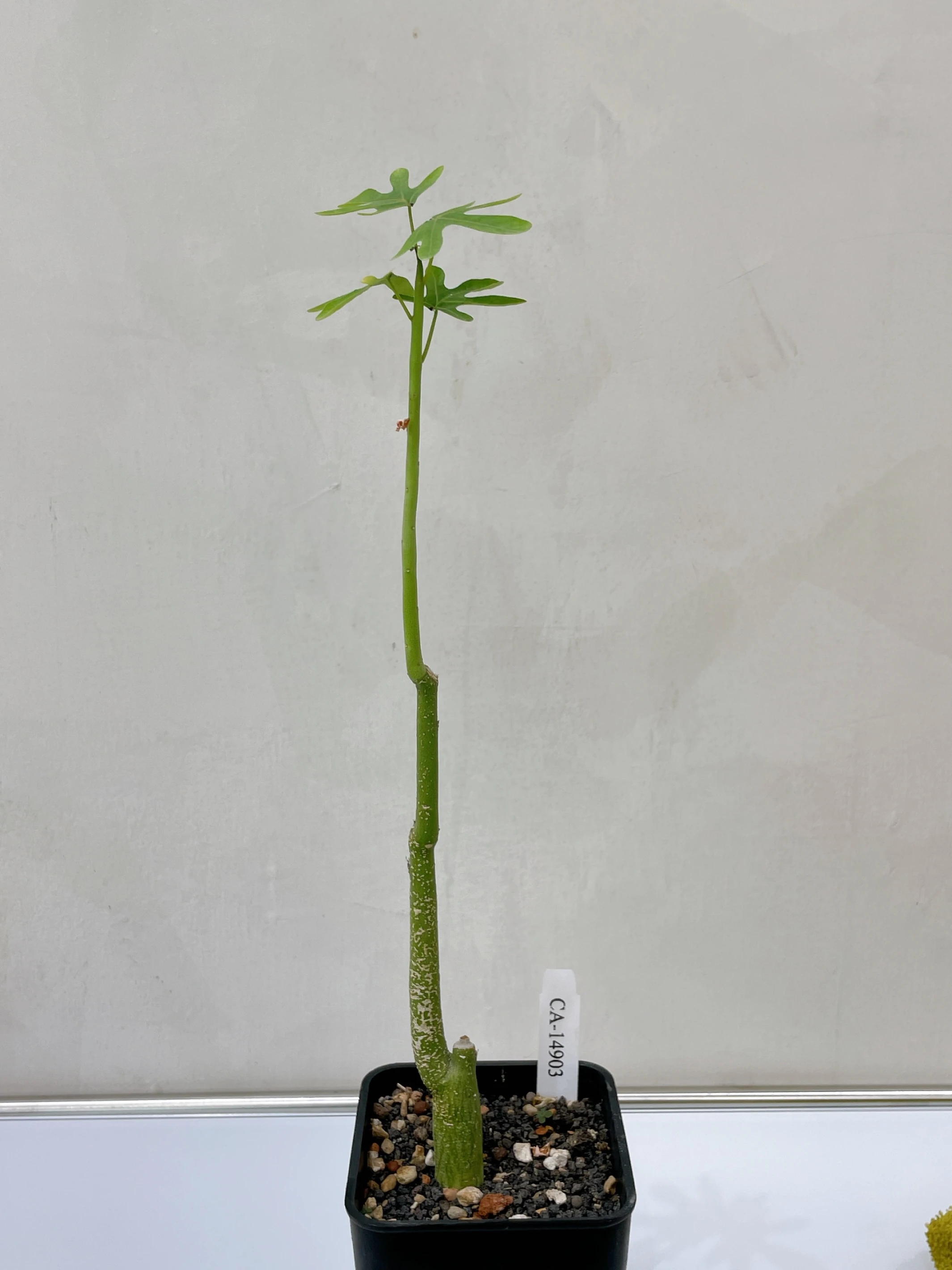 毒腺蔓 Adenia venenata CA-14903