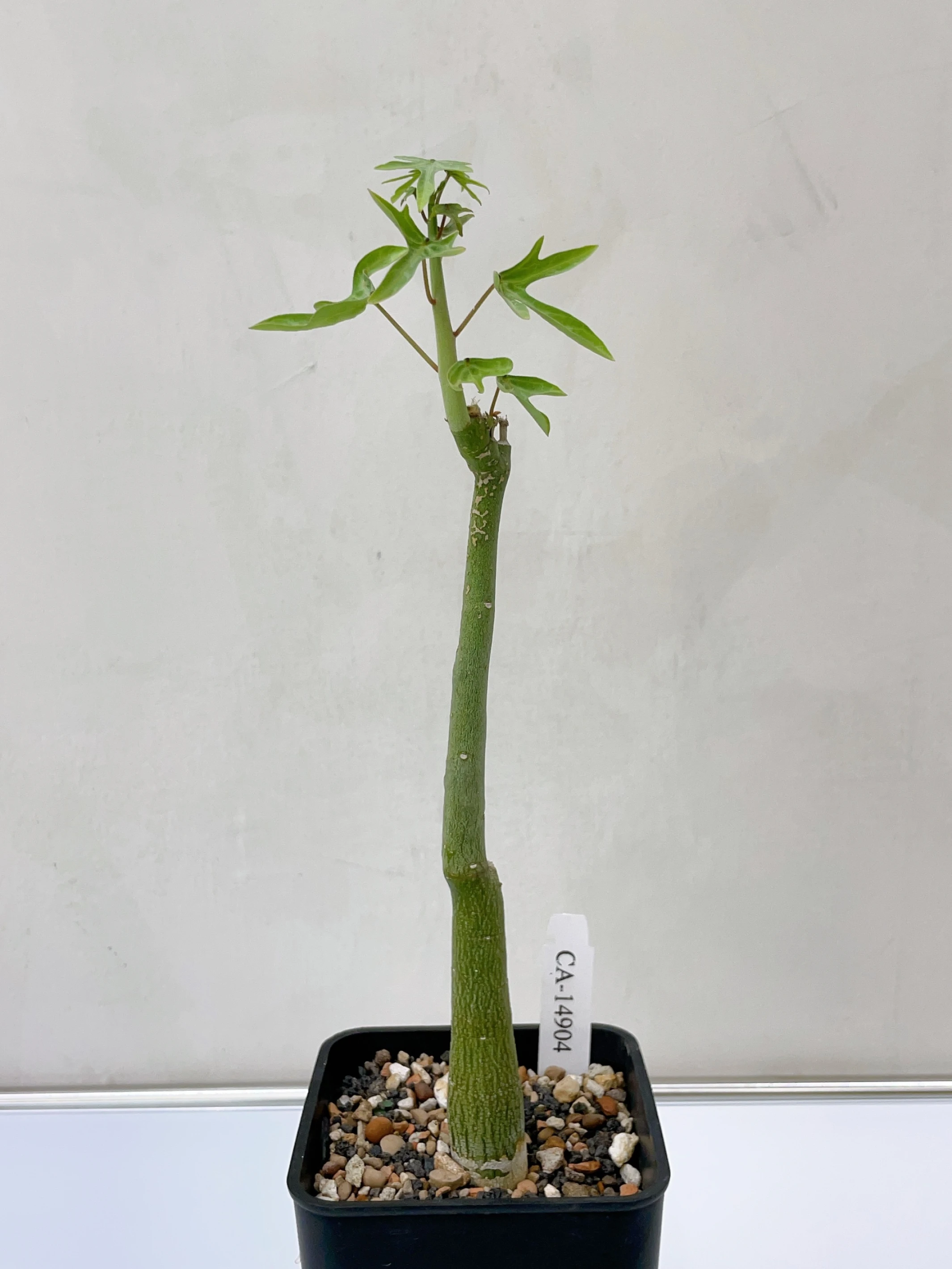 毒腺蔓 Adenia venenata CA-14904