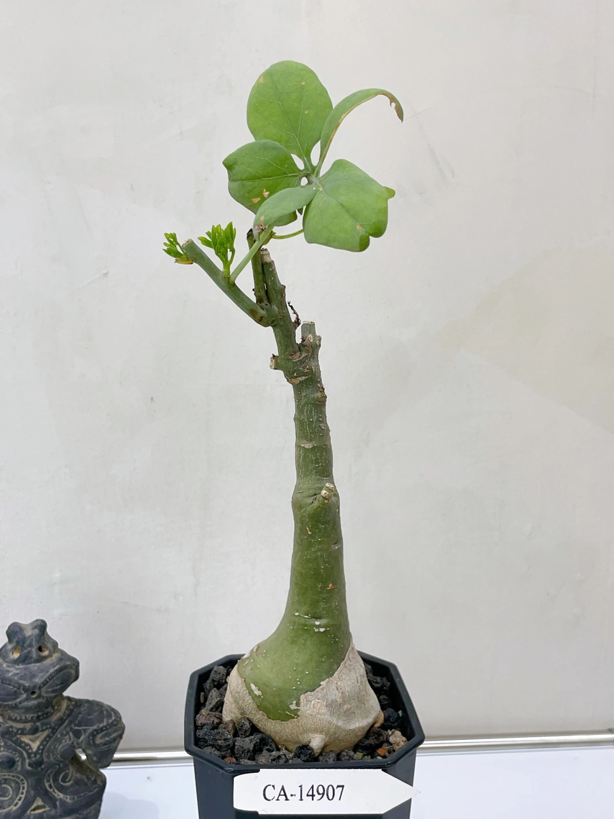 幻蝶蔓 Adenia glauca CA-14907