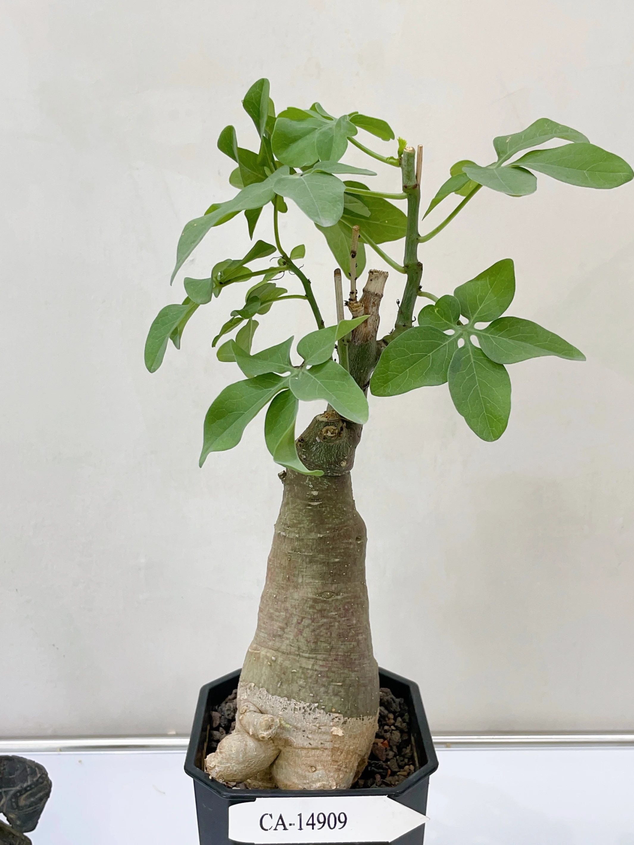 幻蝶蔓 Adenia glauca CA-14909