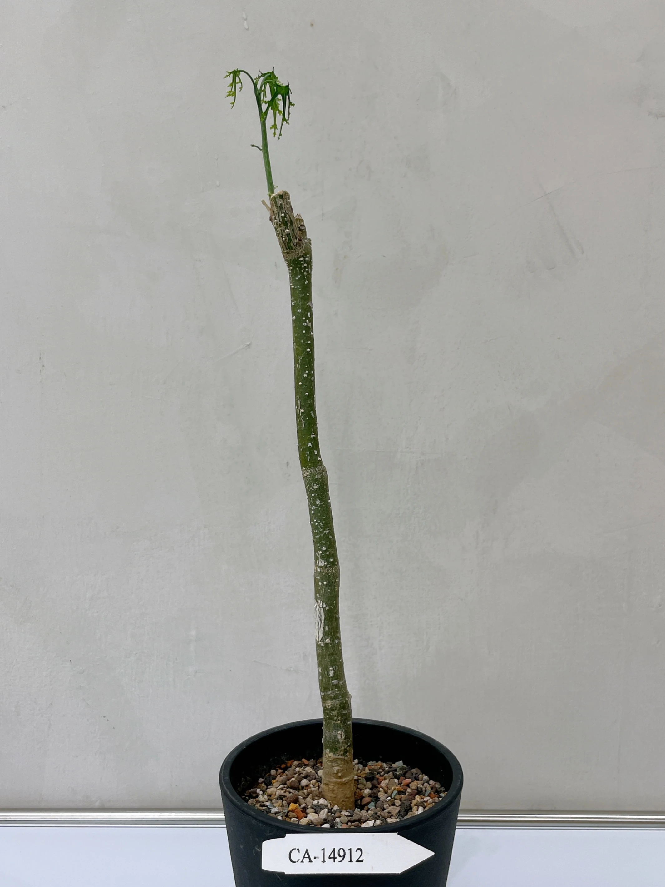 雪葉西番蓮 Adenia perrieri CA-14912