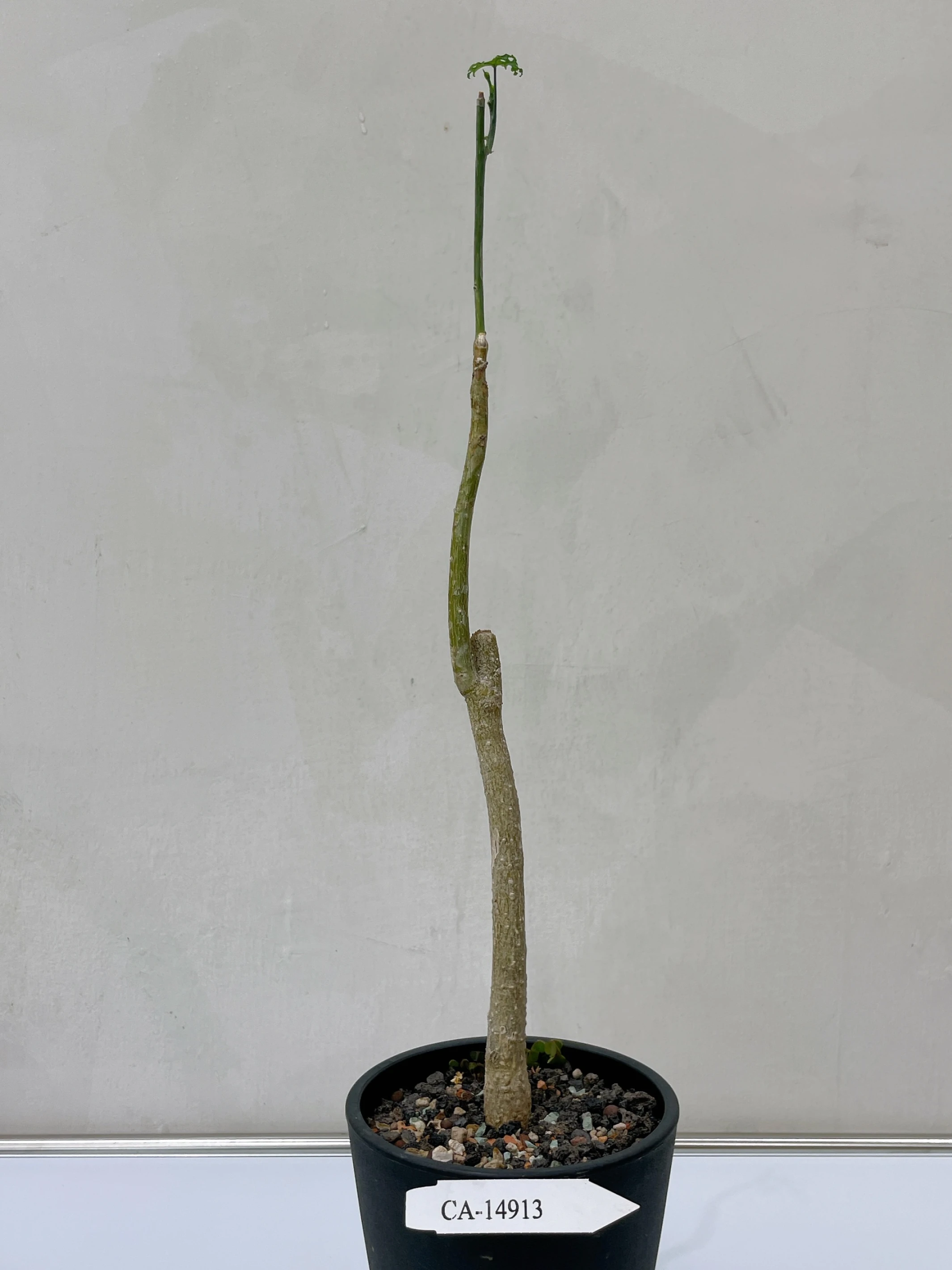 雪葉西番蓮 Adenia perrieri CA-14913