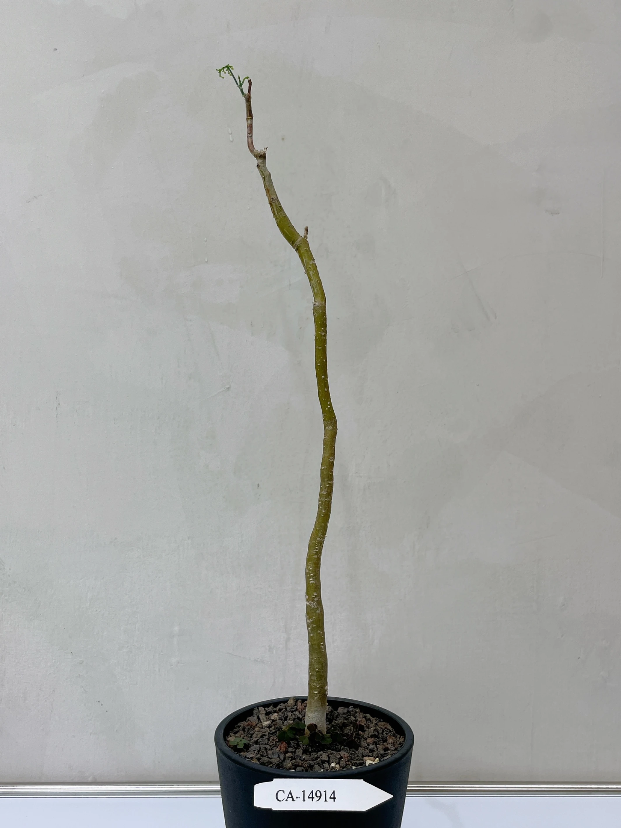 雪葉西番蓮 Adenia perrieri CA-14914