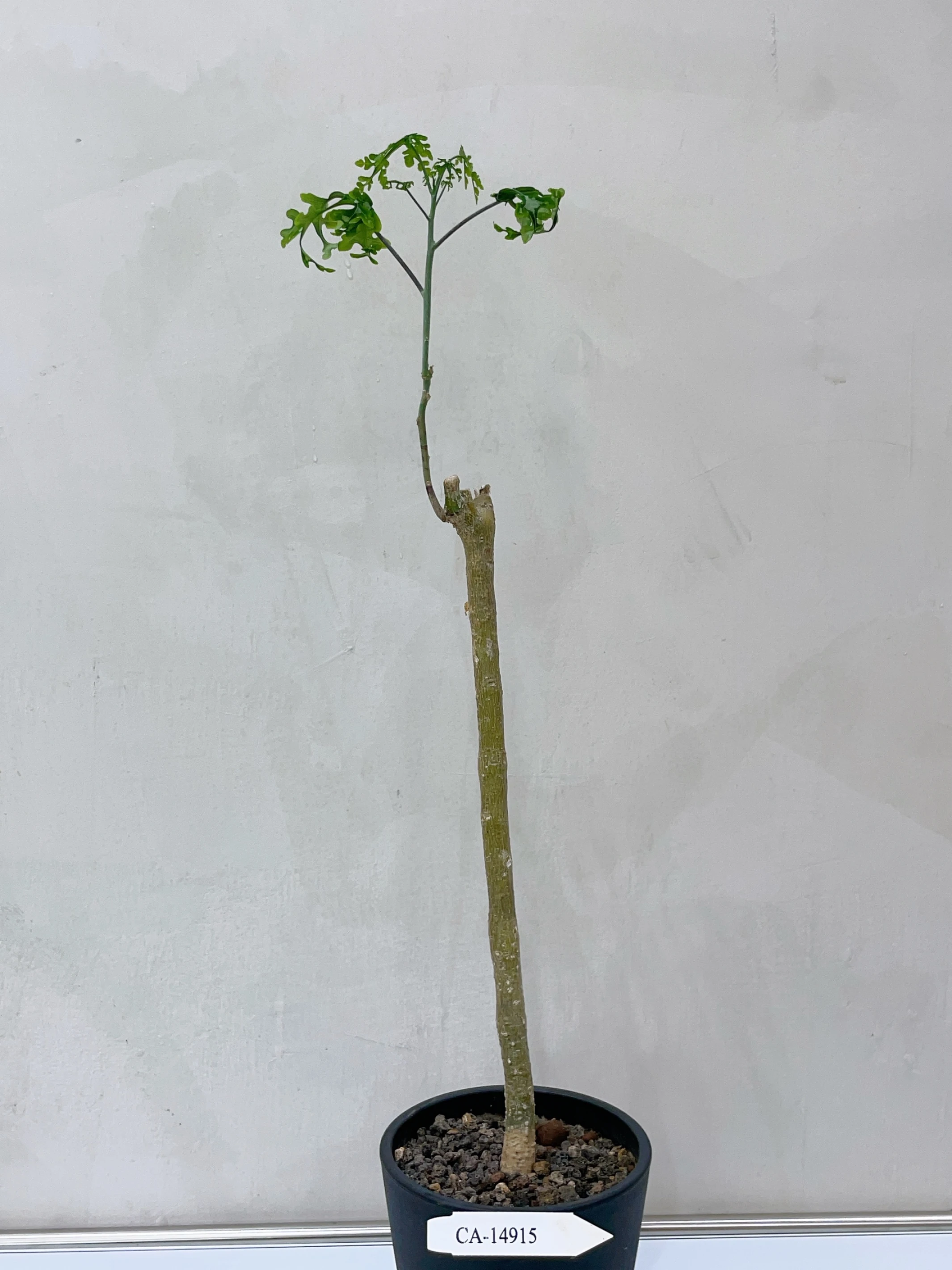 雪葉西番蓮 Adenia perrieri CA-14915