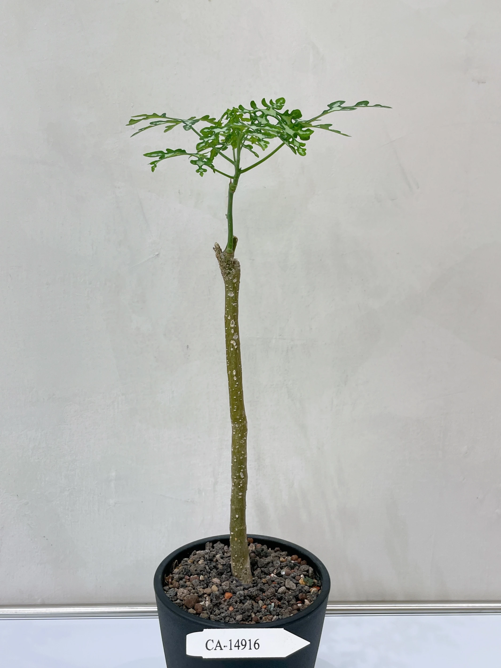 雪葉西番蓮 Adenia perrieri CA-14916