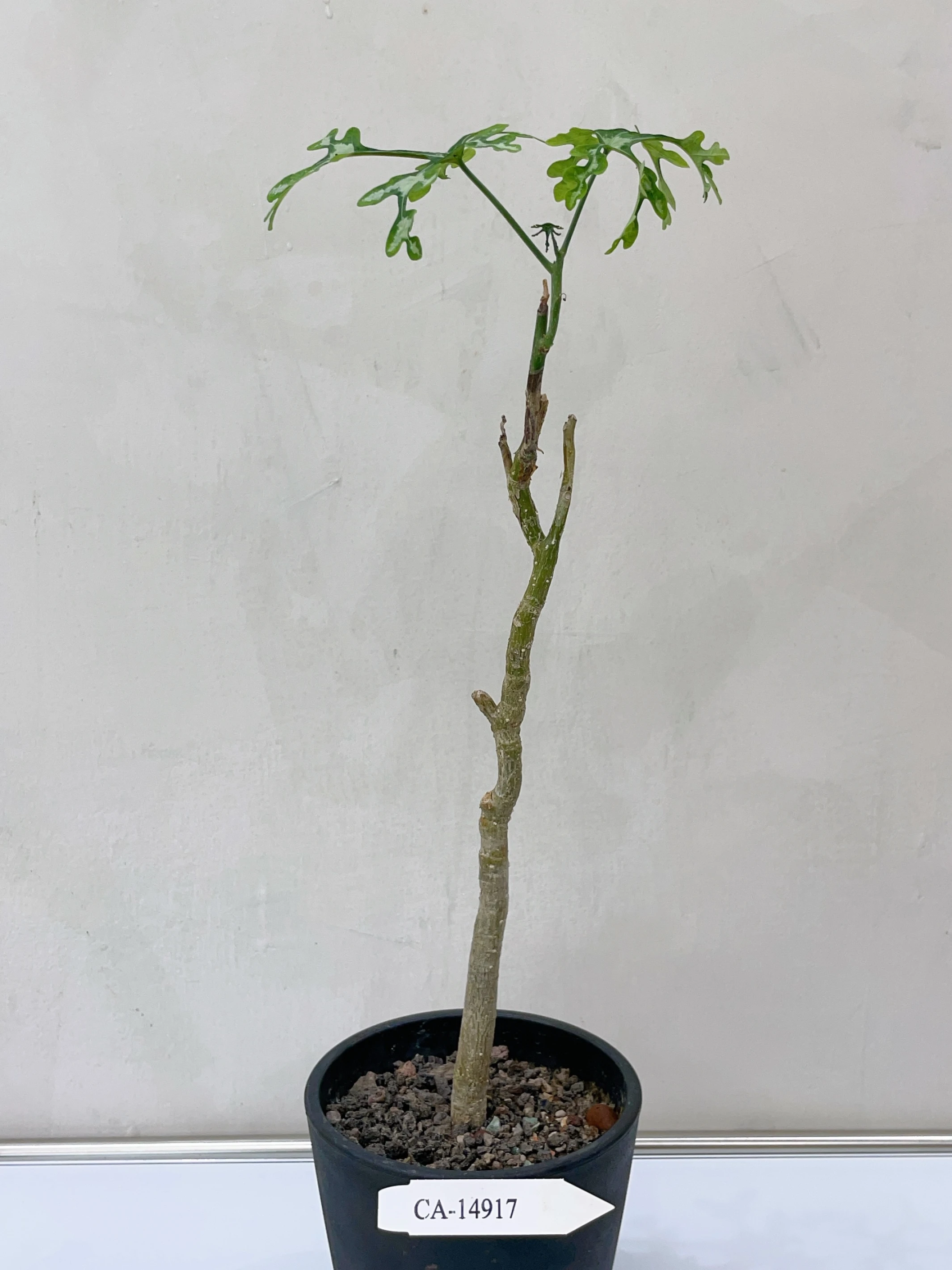 雪葉西番蓮 Adenia perrieri CA-14917
