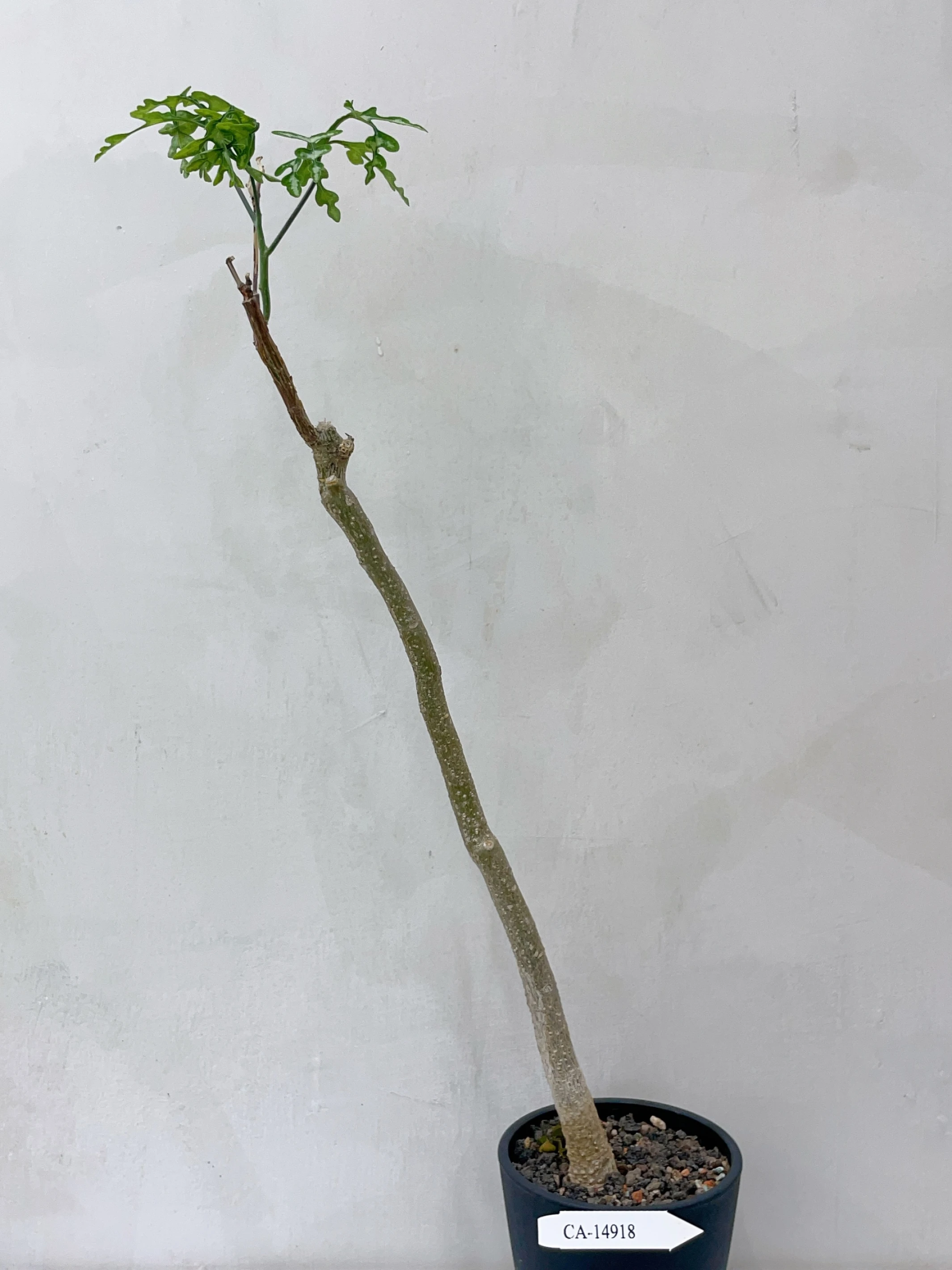 雪葉西番蓮 Adenia perrieri CA-14918