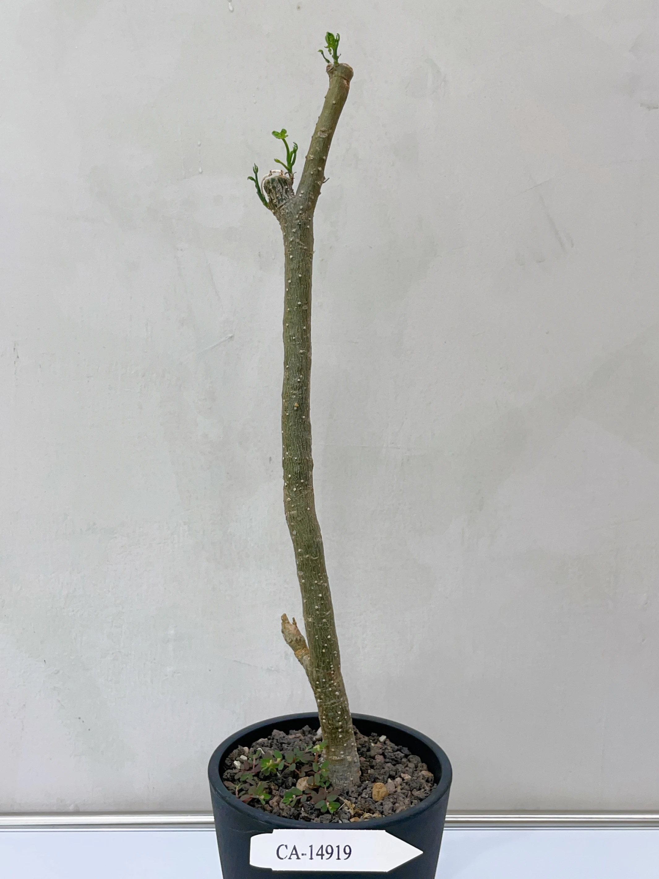 雪葉西番蓮 Adenia perrieri CA-14919