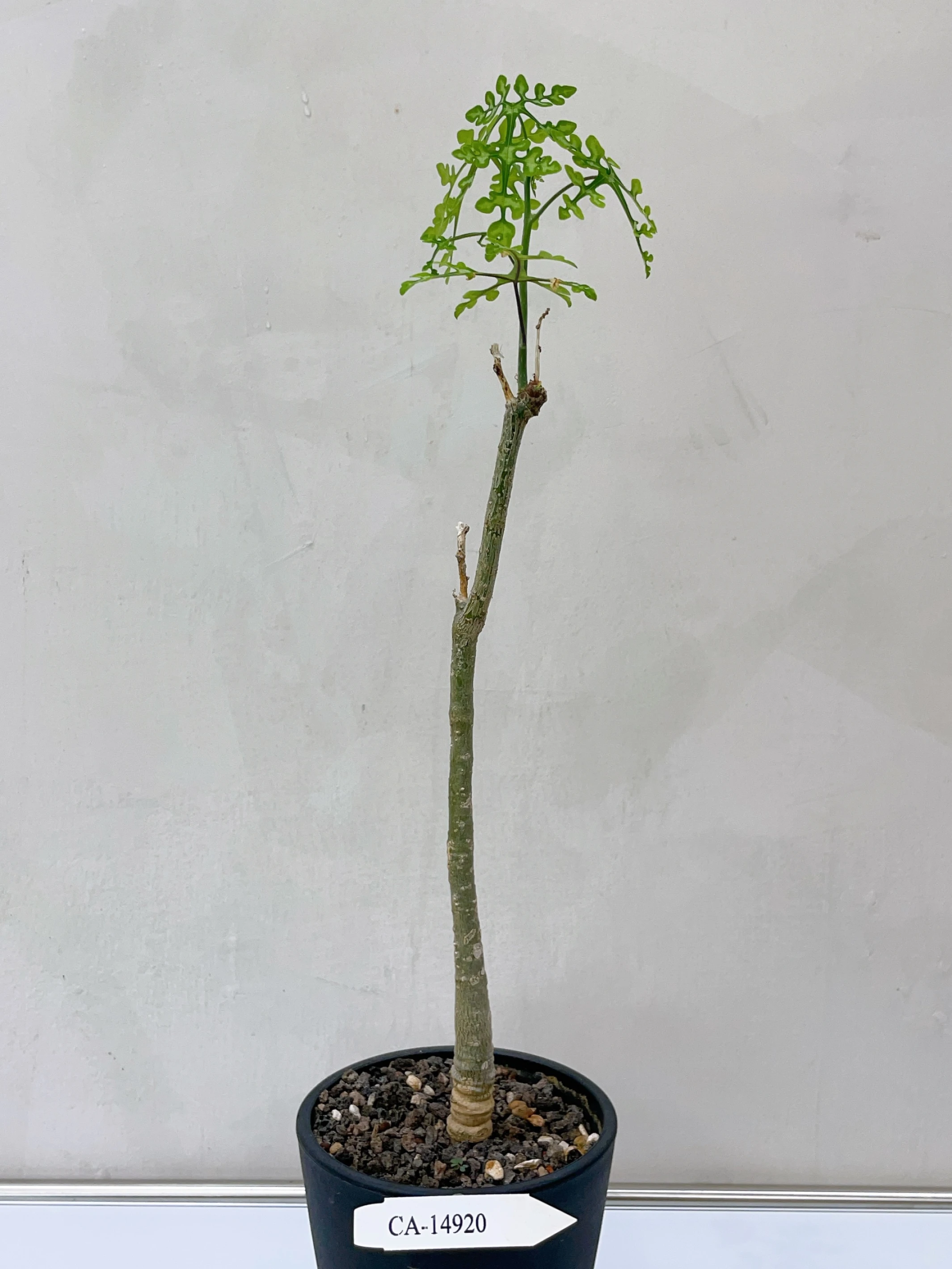 雪葉西番蓮 Adenia perrieri CA-14920
