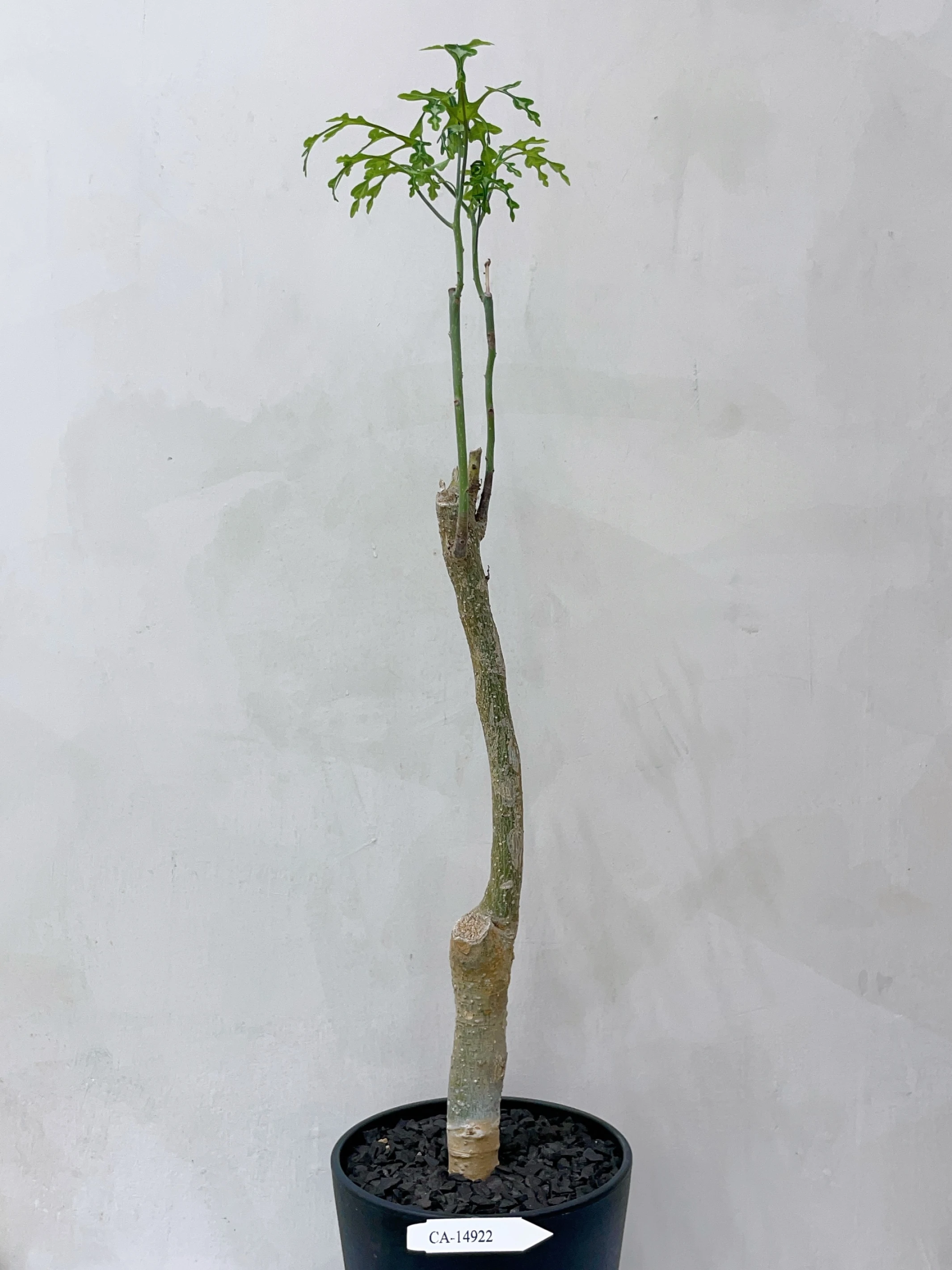 雪葉西番蓮 Adenia perrieri CA-14922