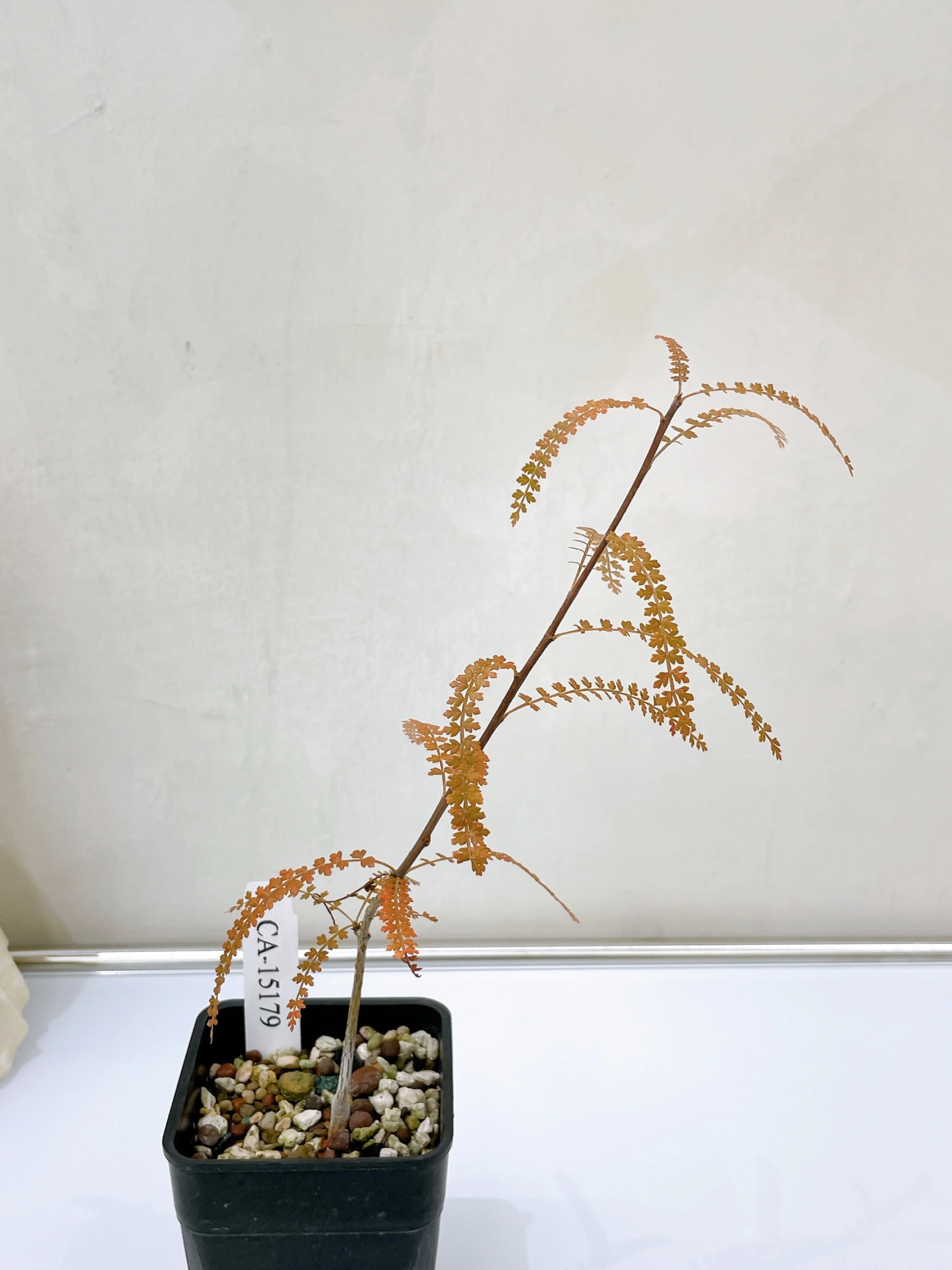 索島乳香 Boswellia socotrana CA-15179